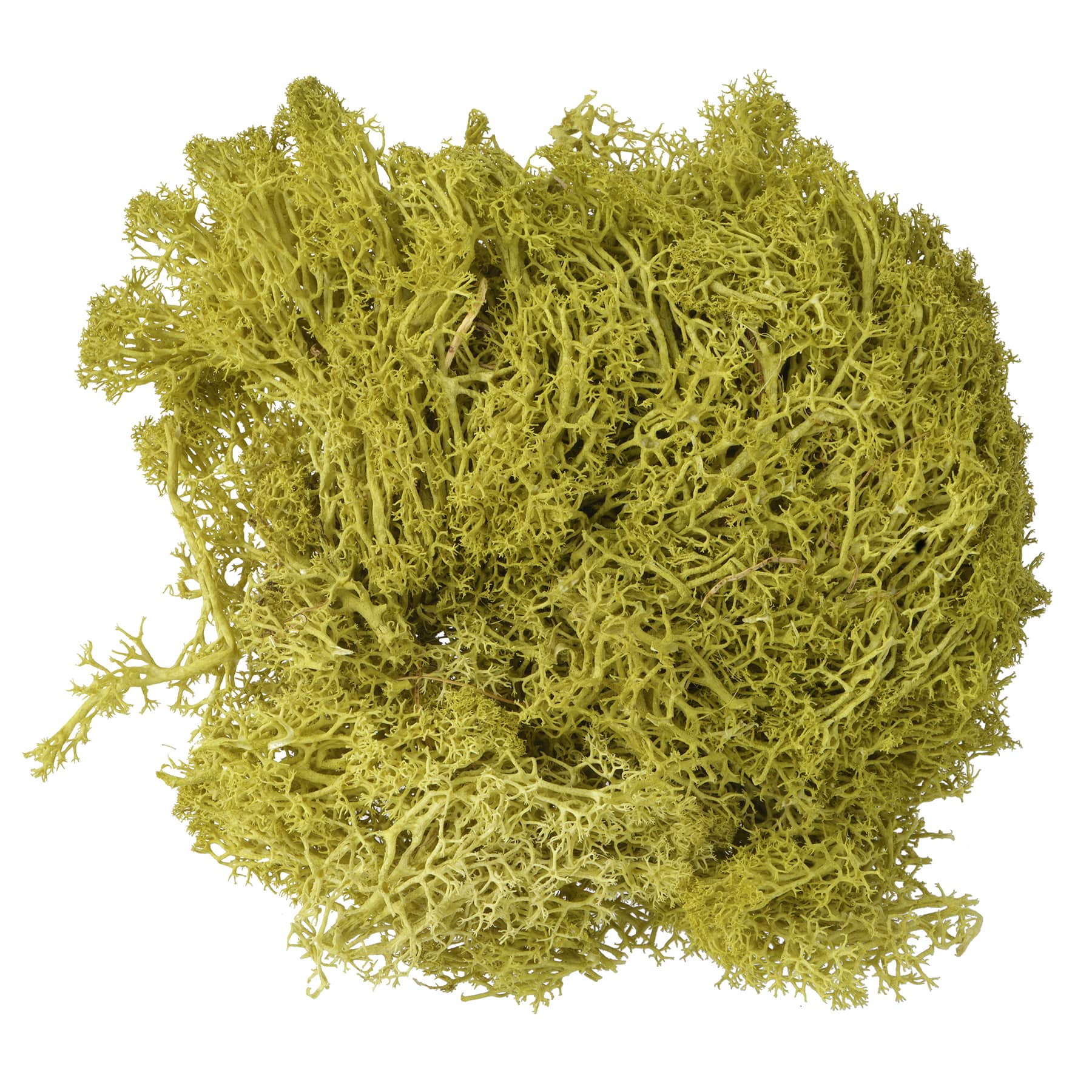 1.7oz. Moss by Ashland&#xAE;