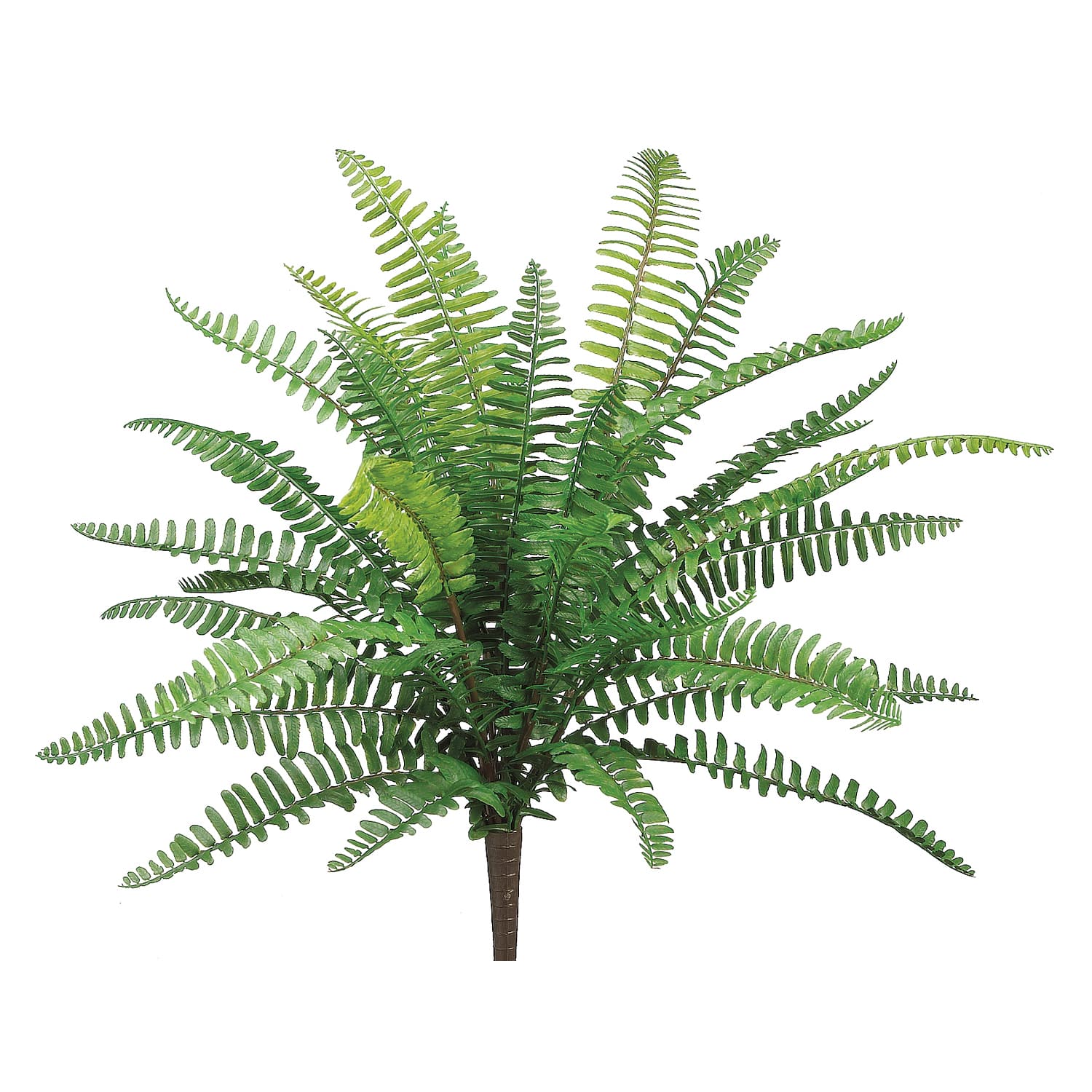 UV Protected Boston Fern Bush | Michaels