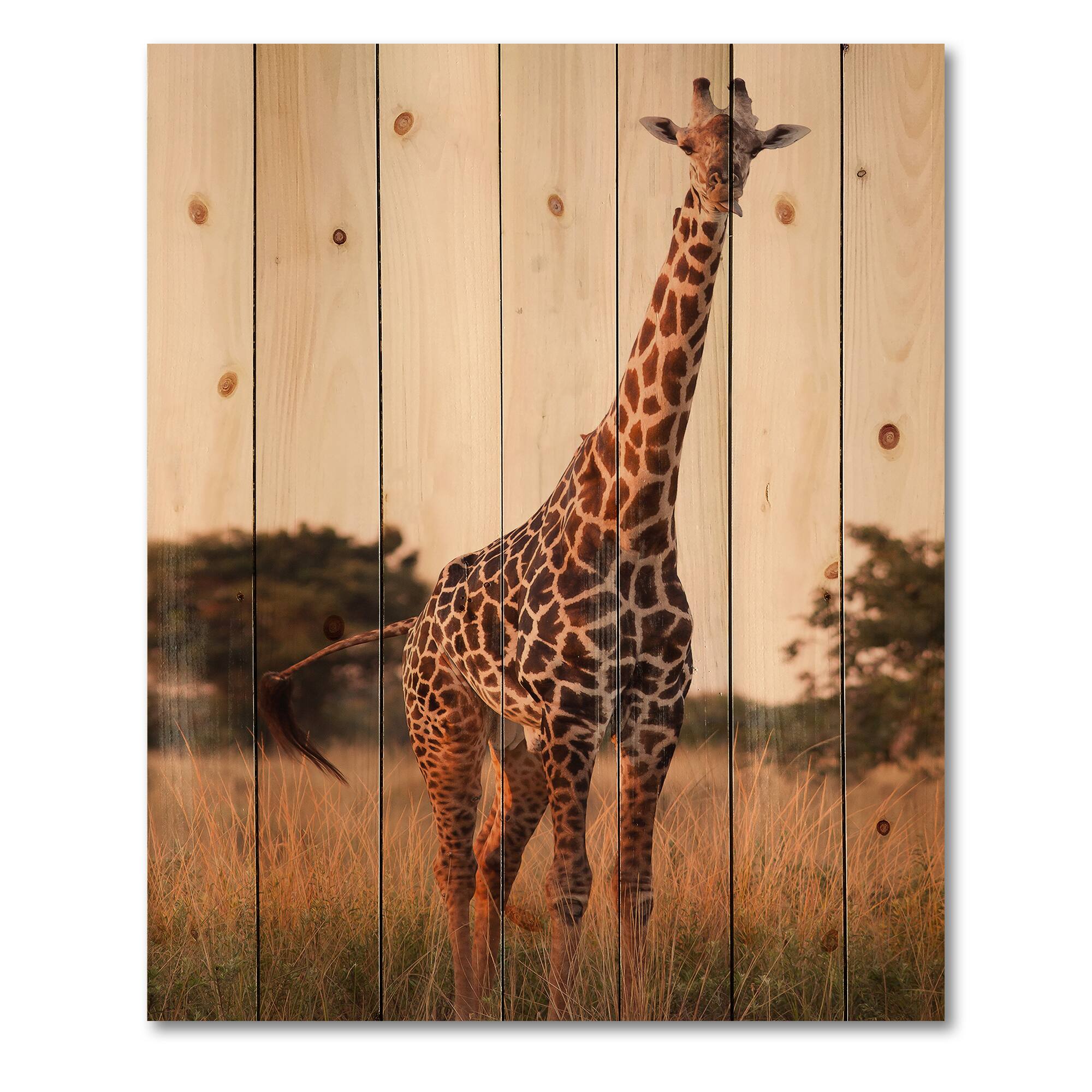 Designart - African Giraffe In The Wild I - Farmhouse Print on Natural Pine Wood