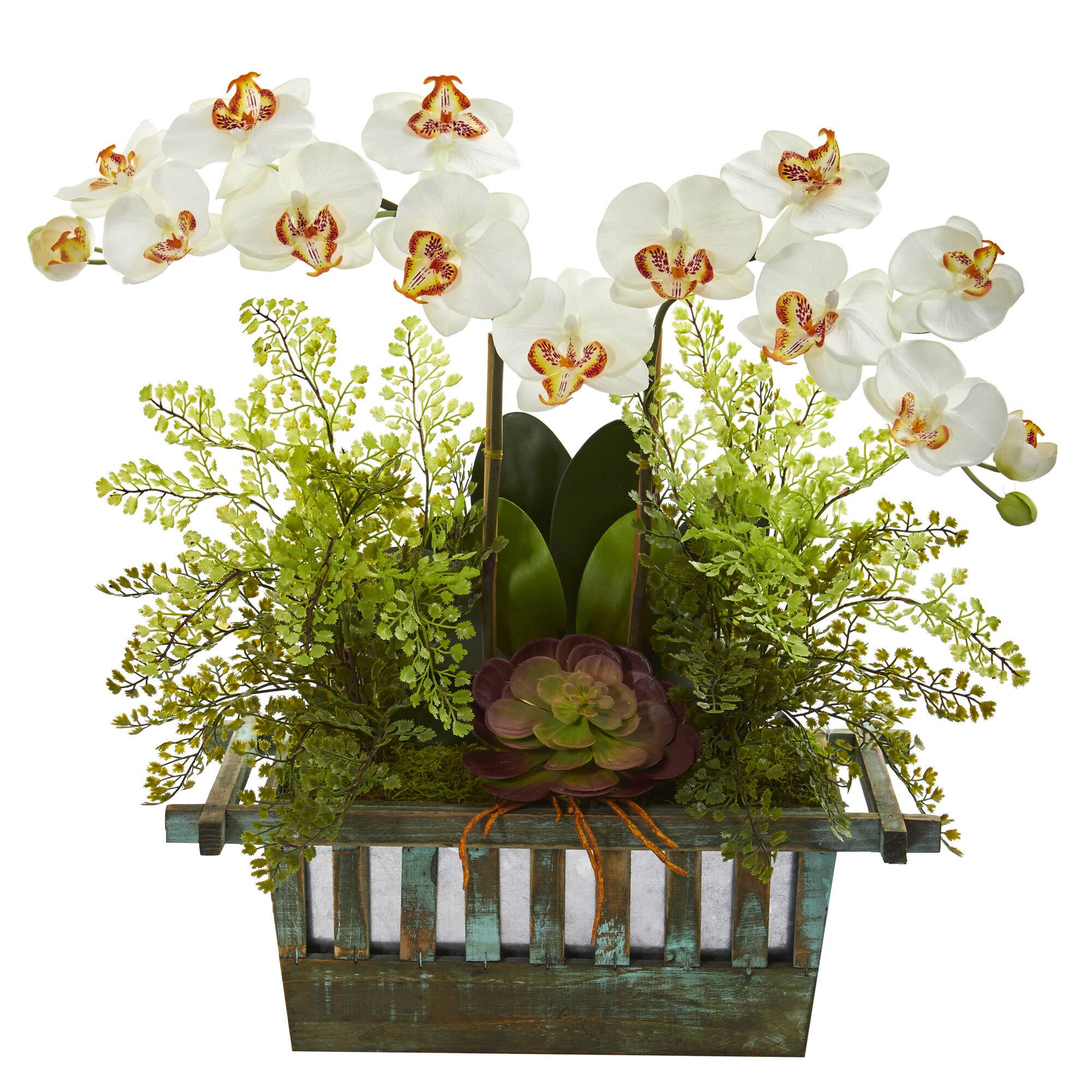 23" White Orchid & Succulent Arrangement in Wooden Planter