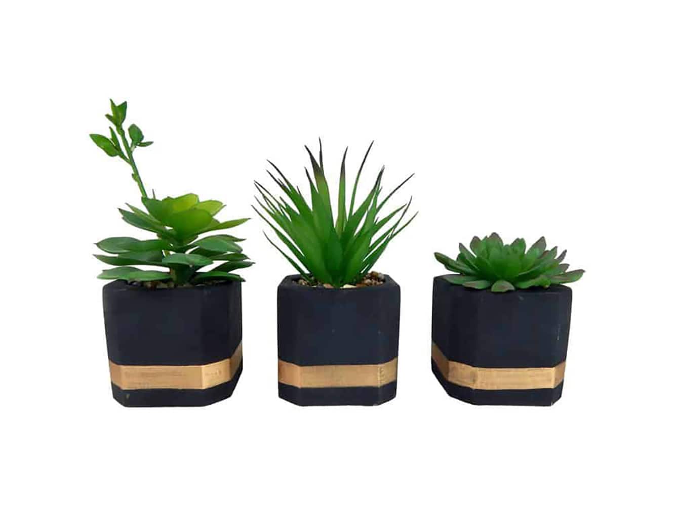 Succulents in Modern Painted Cement Pot Set