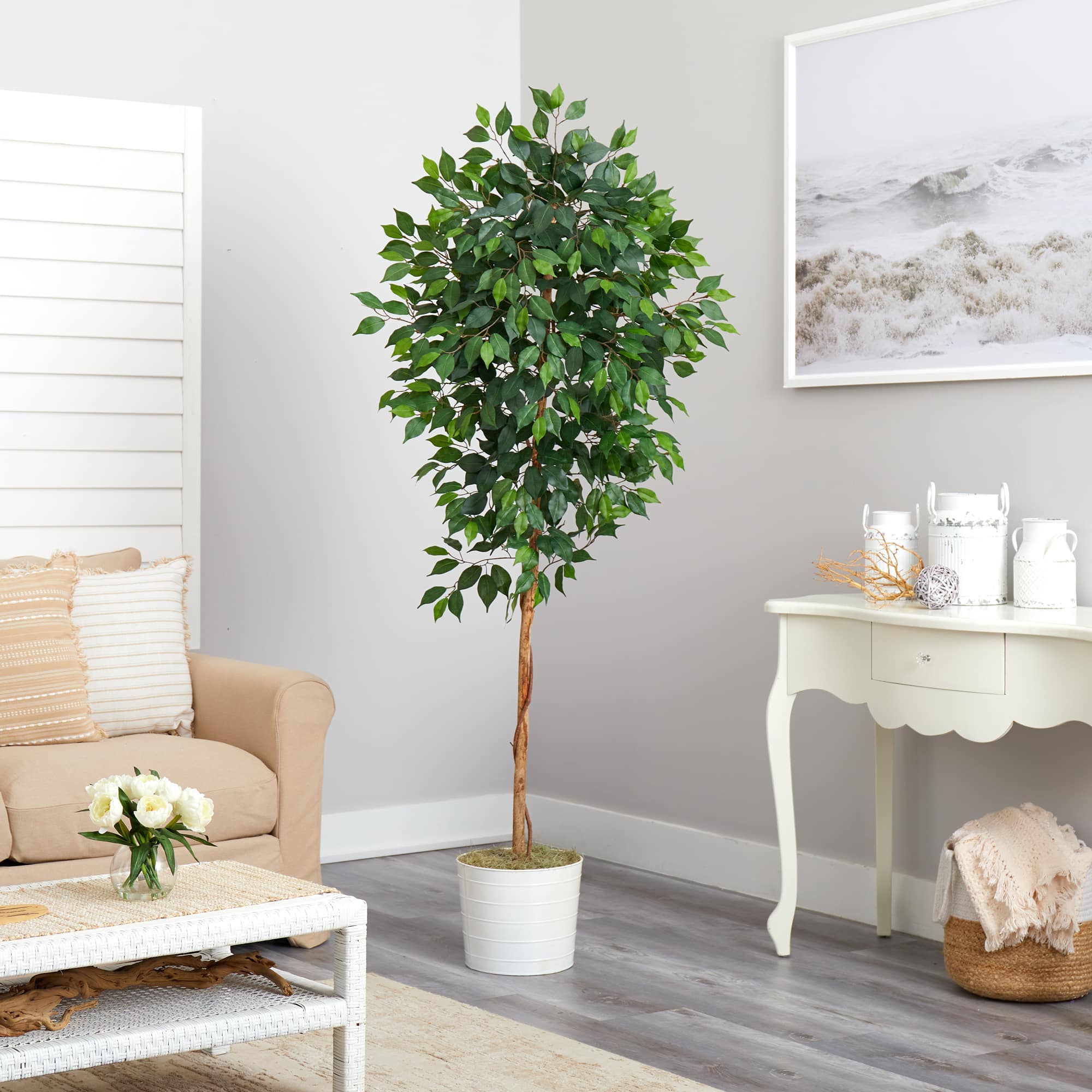 6ft. Ficus Tree in White Tin Planter