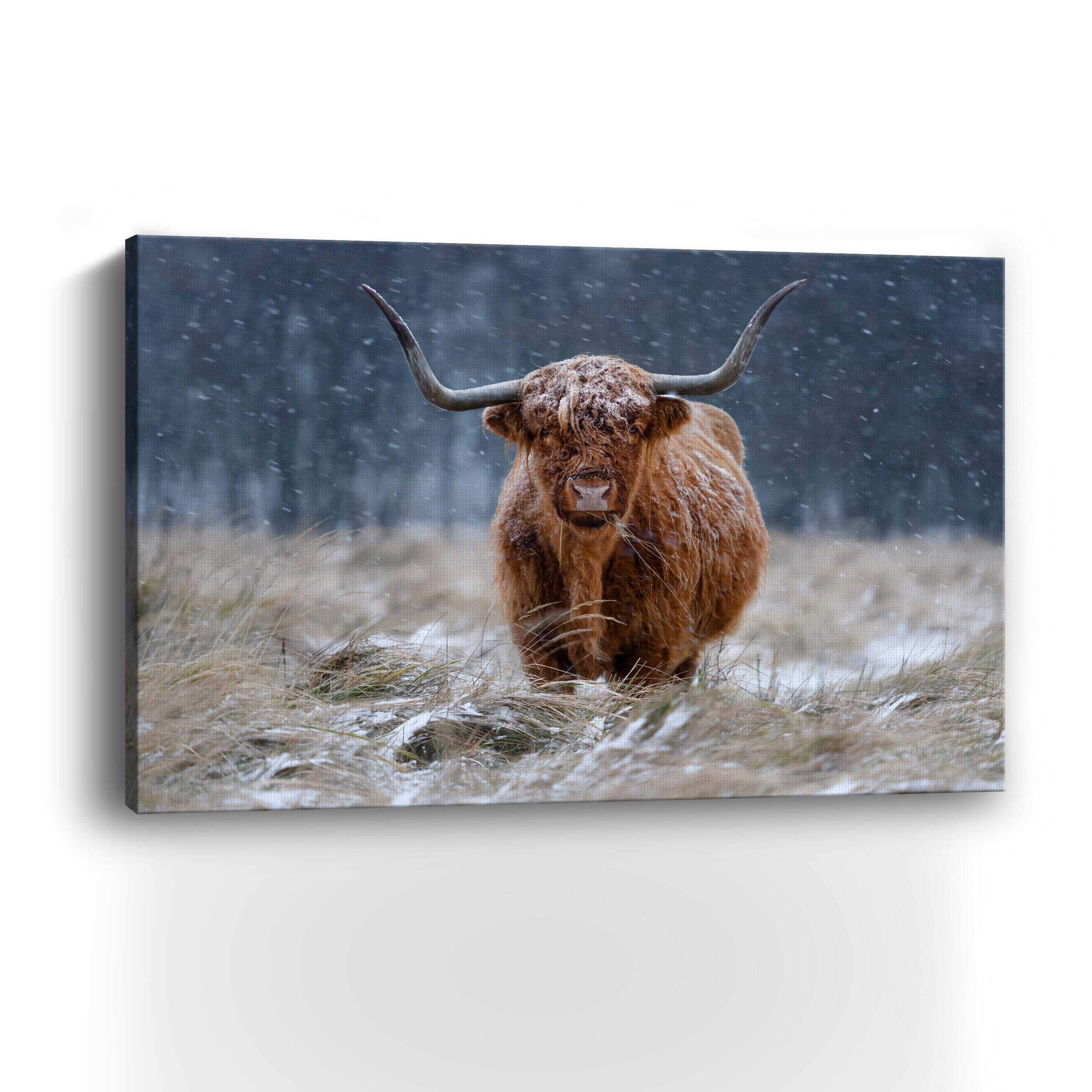 Guijt - Snowy Highland Cow Canvas Giclee