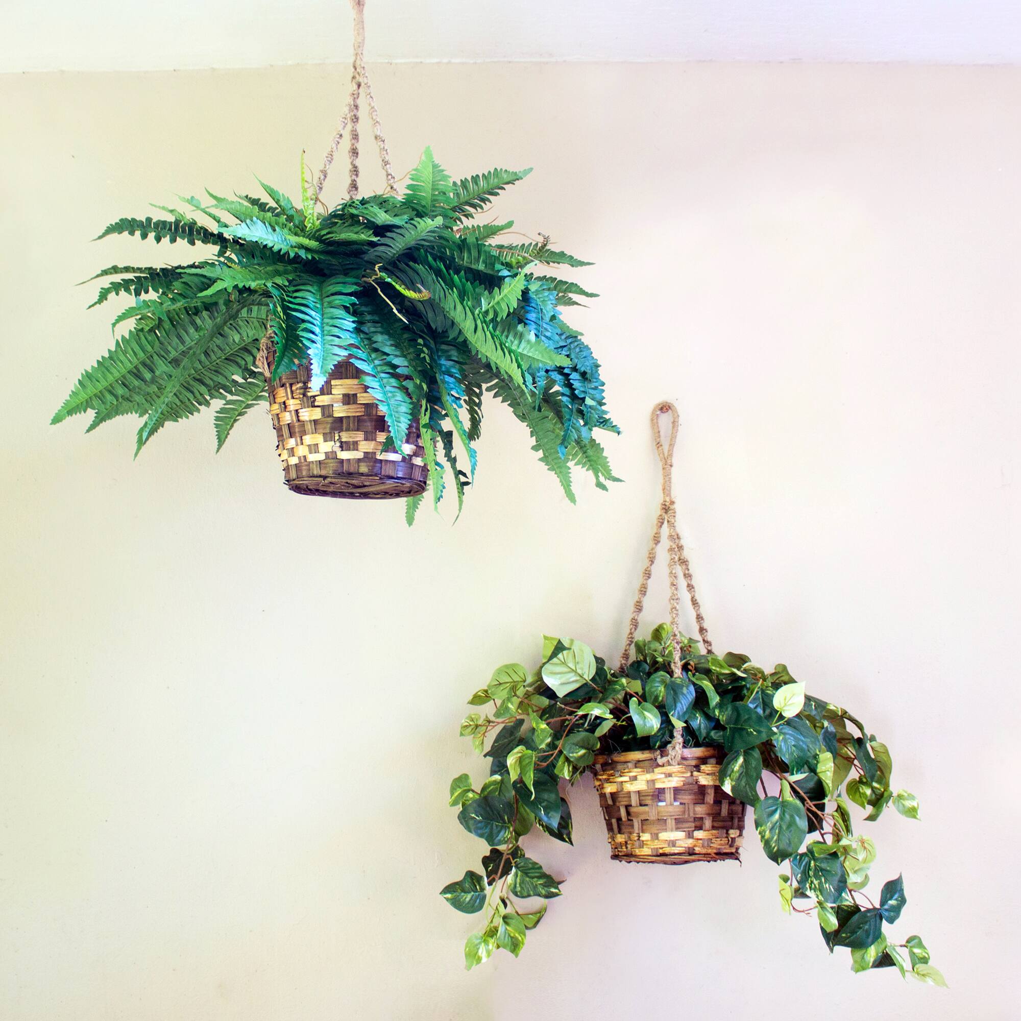 29&#x22; Boston Fern in Hanging Basket