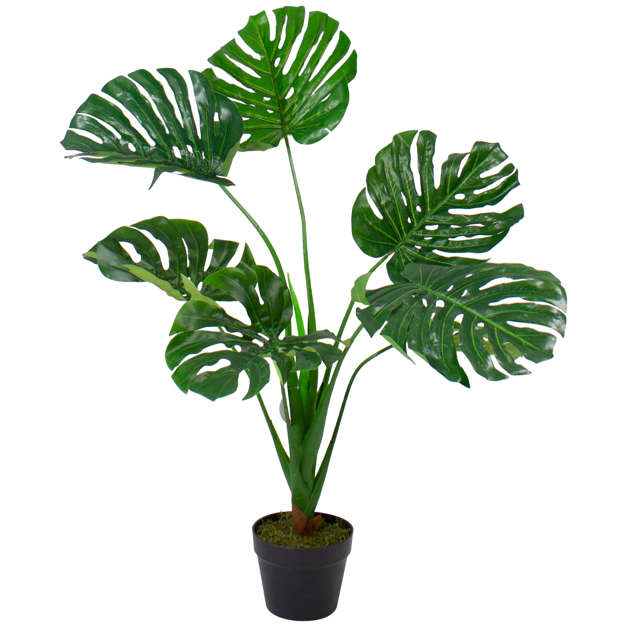 2.9ft. Potted Wide Leaf Monstera Floor Plant | Michaels