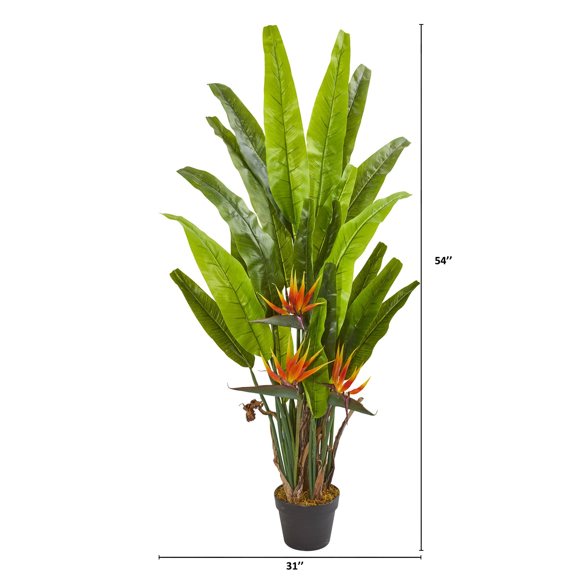 4.5ft. Potted Bird of Paradise Plant