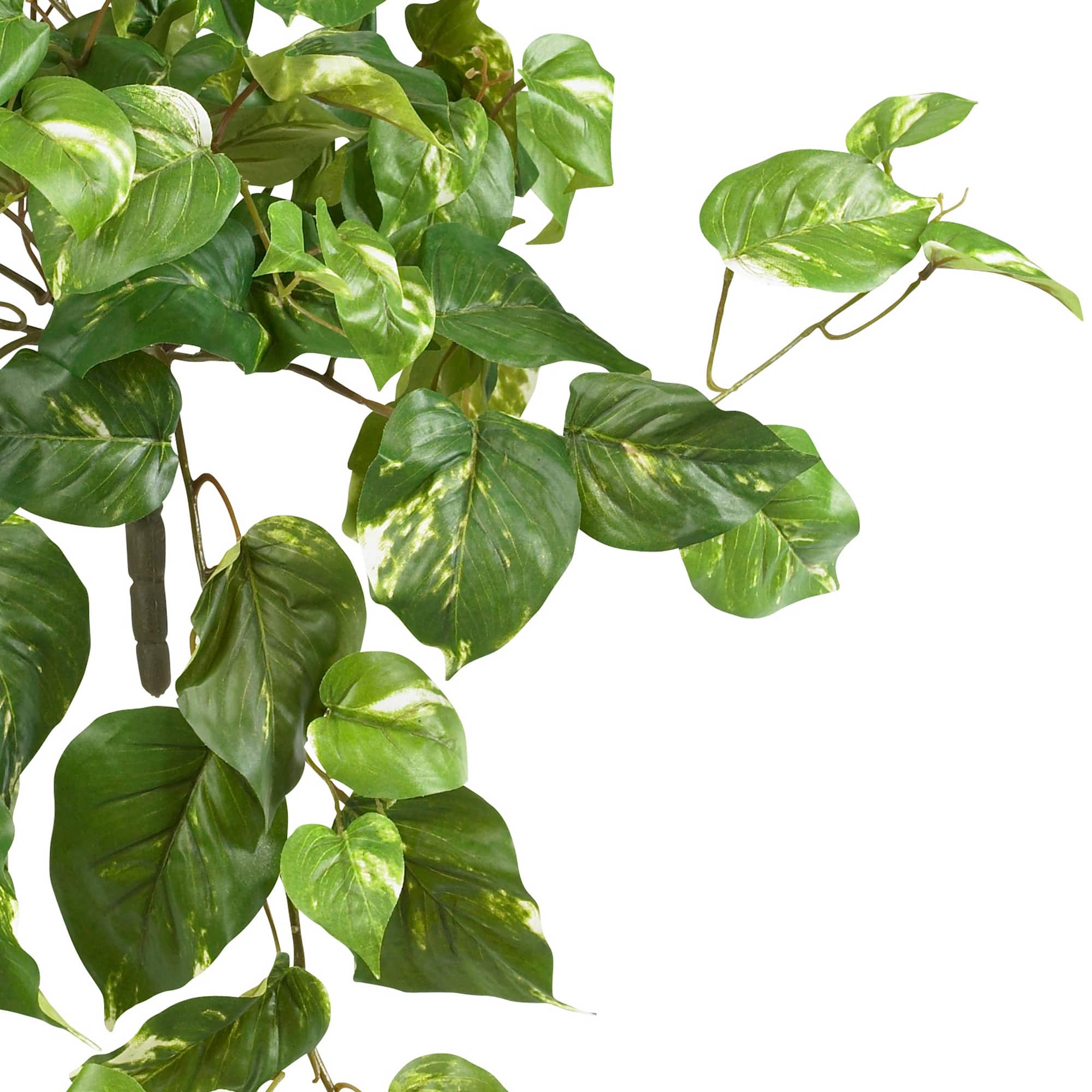 2ft. Pothos Hanging Bush, 3ct.