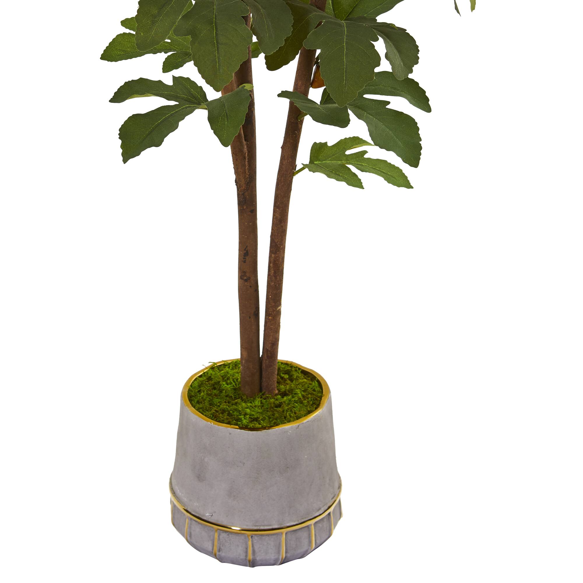 4ft. Fig Tree in Stoneware Vase