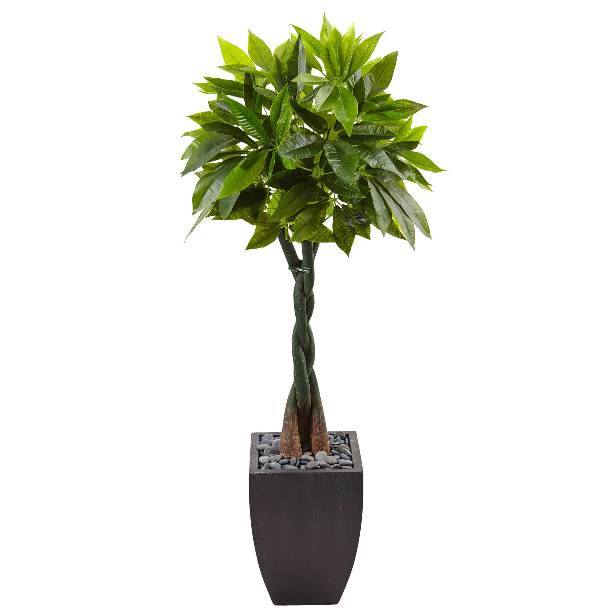 5ft. Money Tree in Black Square Planter