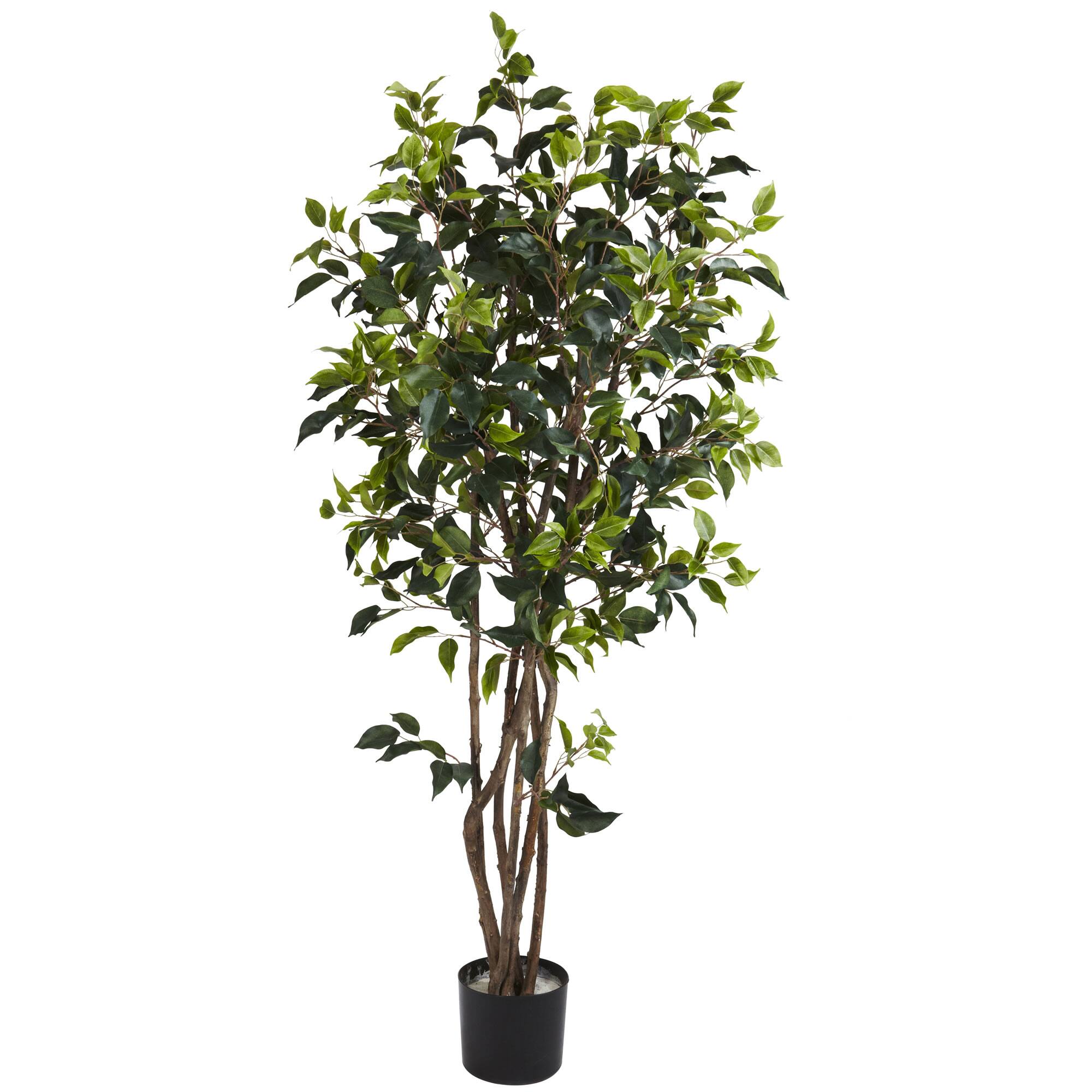 【FICUS】 LCG Florals 72