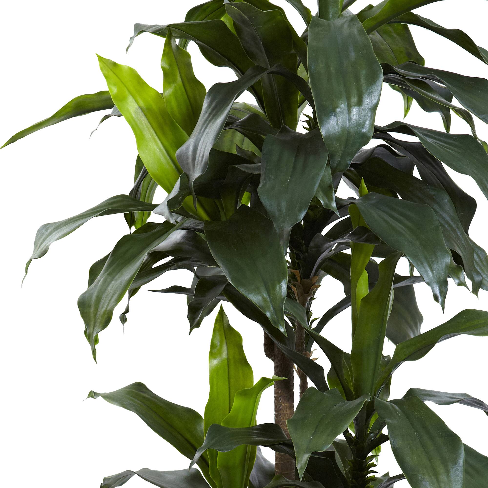 5ft. Potted Dracaena Plant