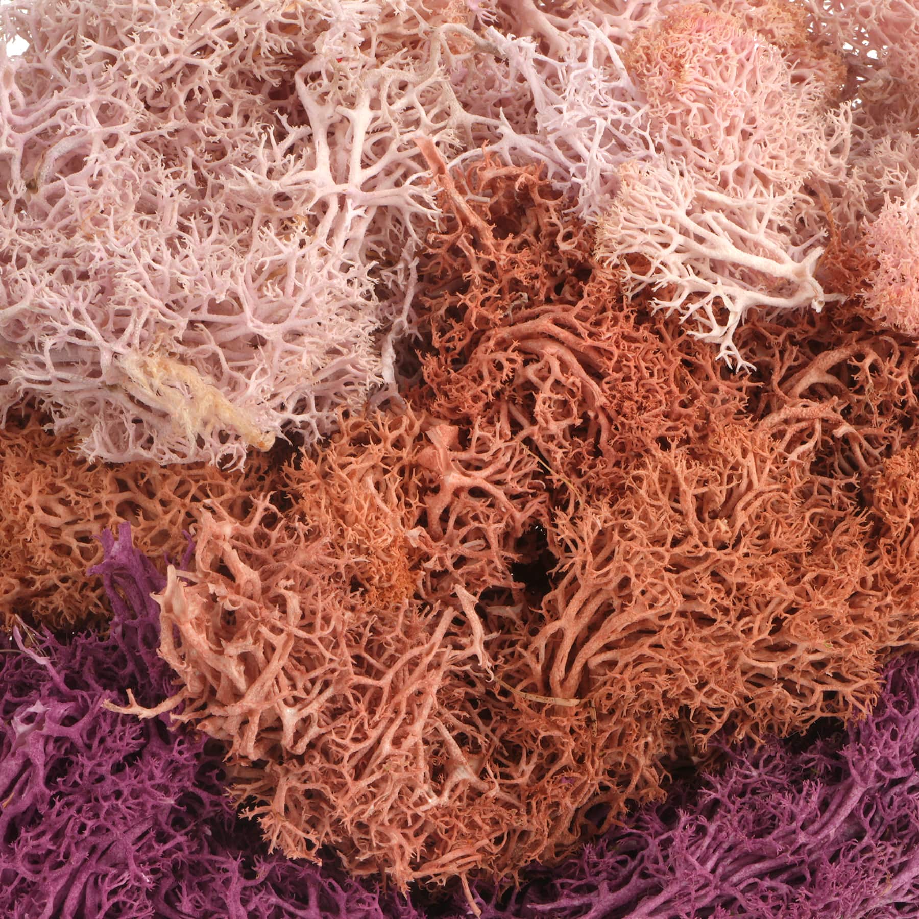 Mixed Reindeer Moss by Ashland&#xAE;