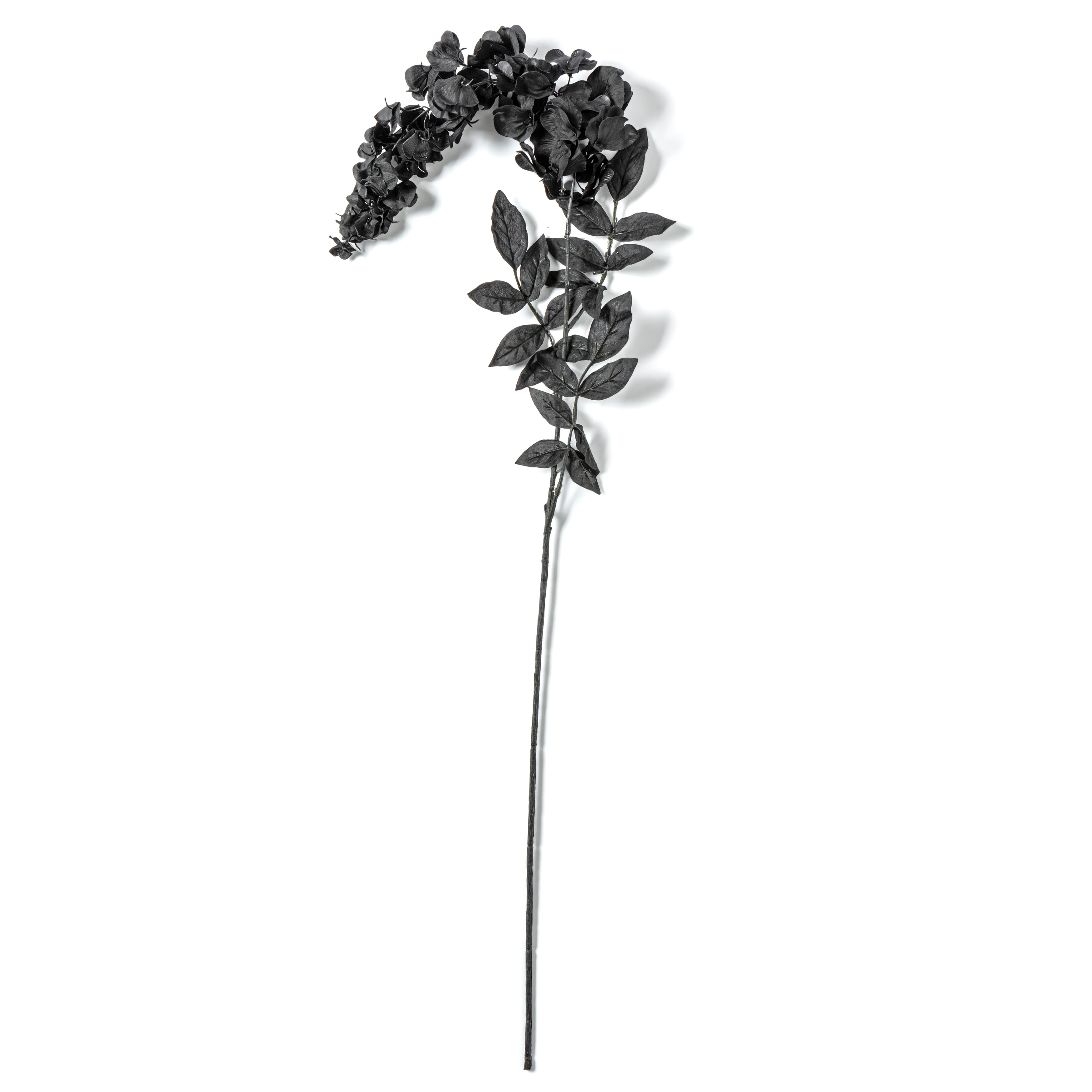 Tige de glycine noire d&#x27;Ashland