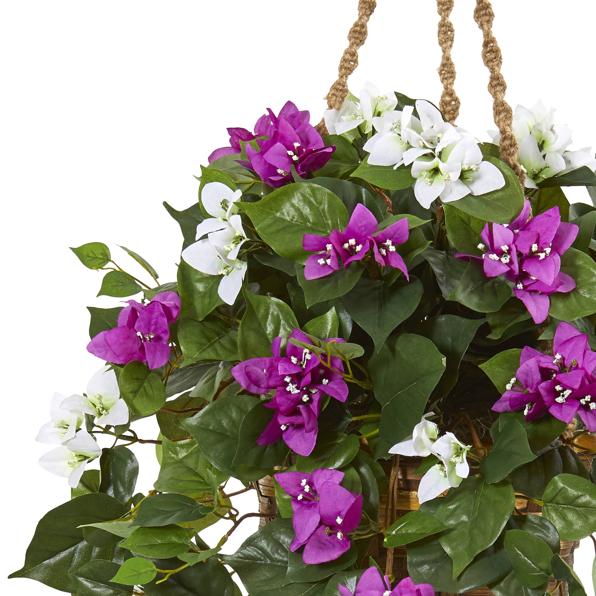 2.5ft. Mixed Bougainvillea in Hanging Basket