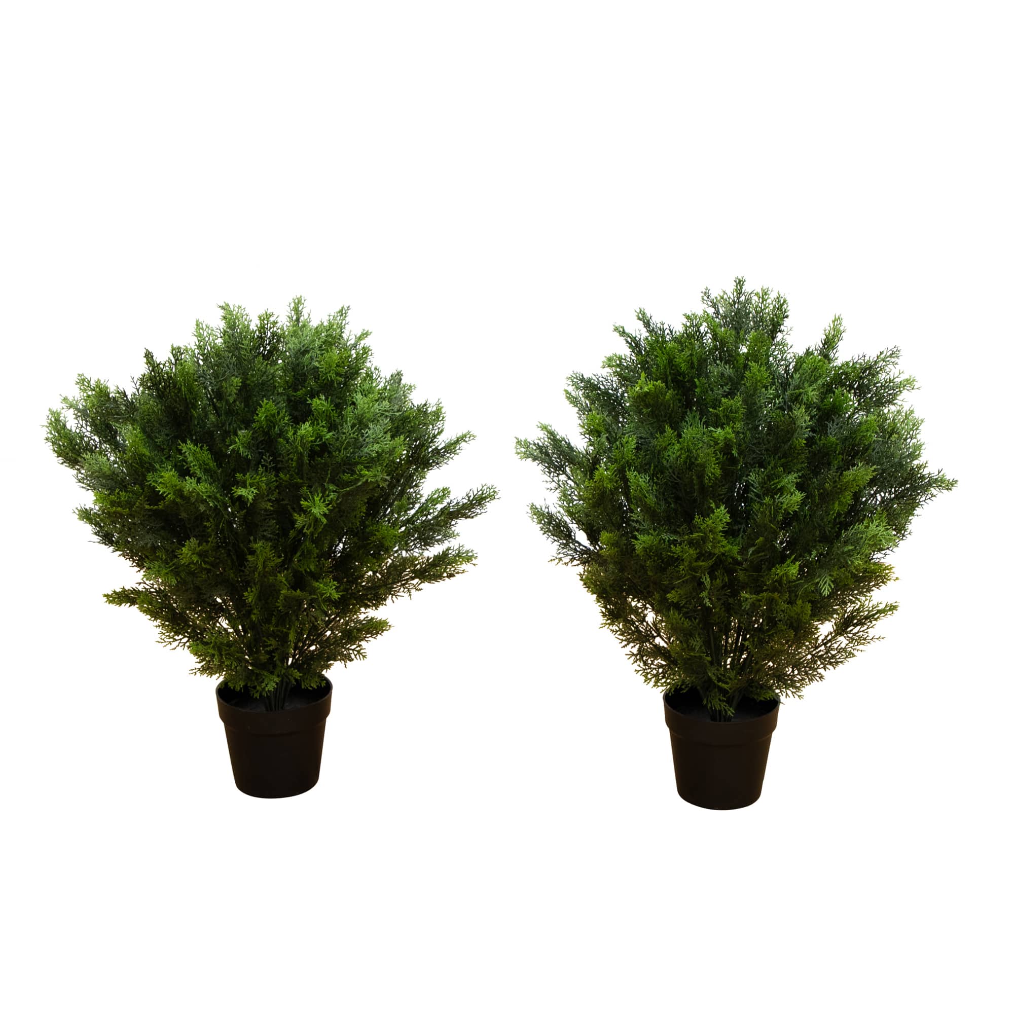 3ft. Potted UV Resistant Cedar Trees, 2ct.