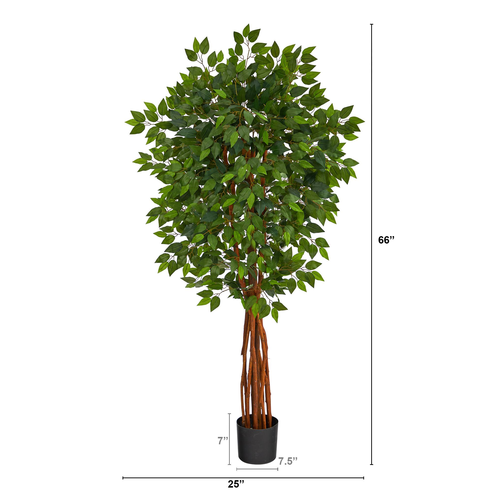 5.5ft. Potted Super Deluxe Ficus Tree