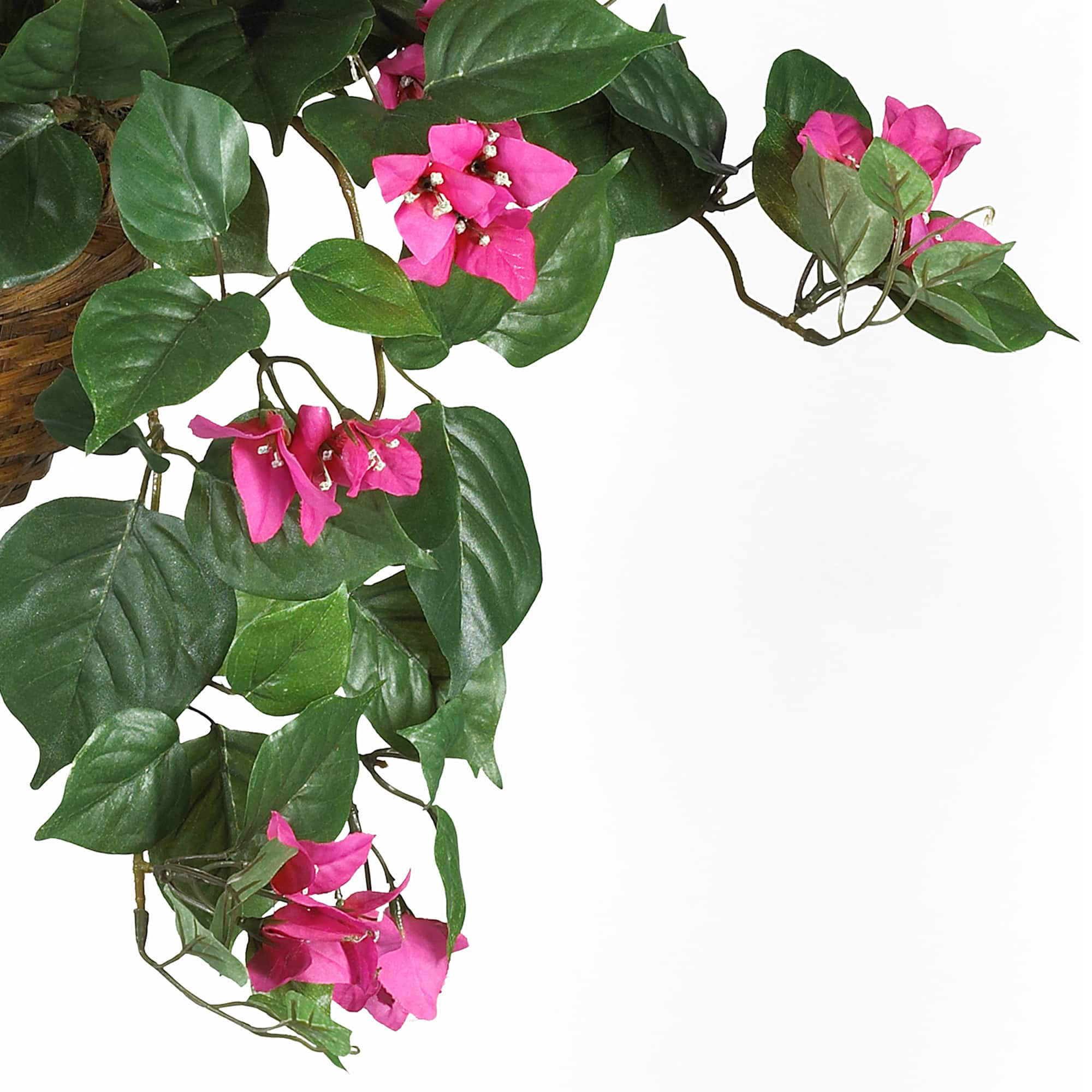 24&#x22; Pink Bougainvillea Hanging Basket