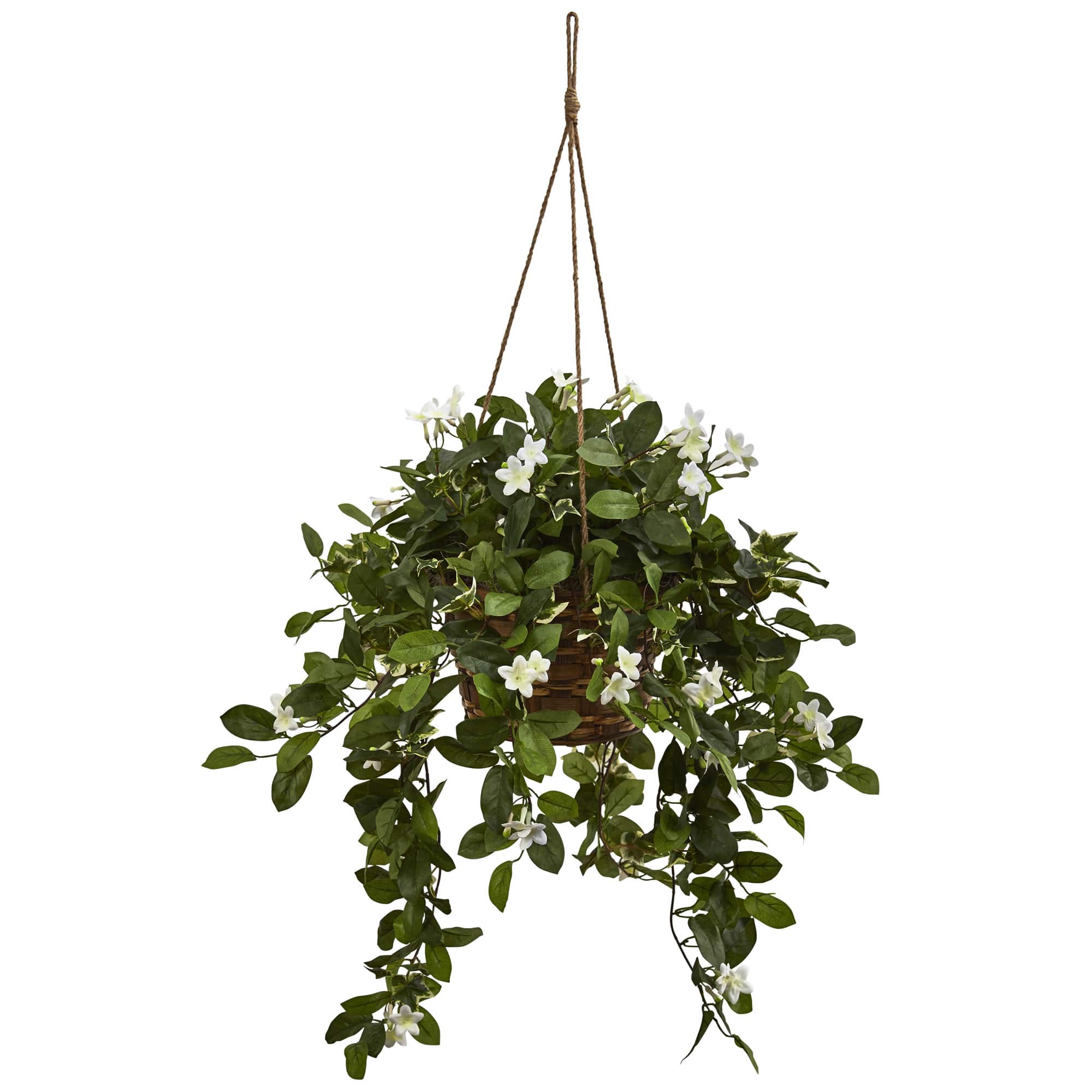16" Mixed Madagascar Jasmine in Hanging Basket