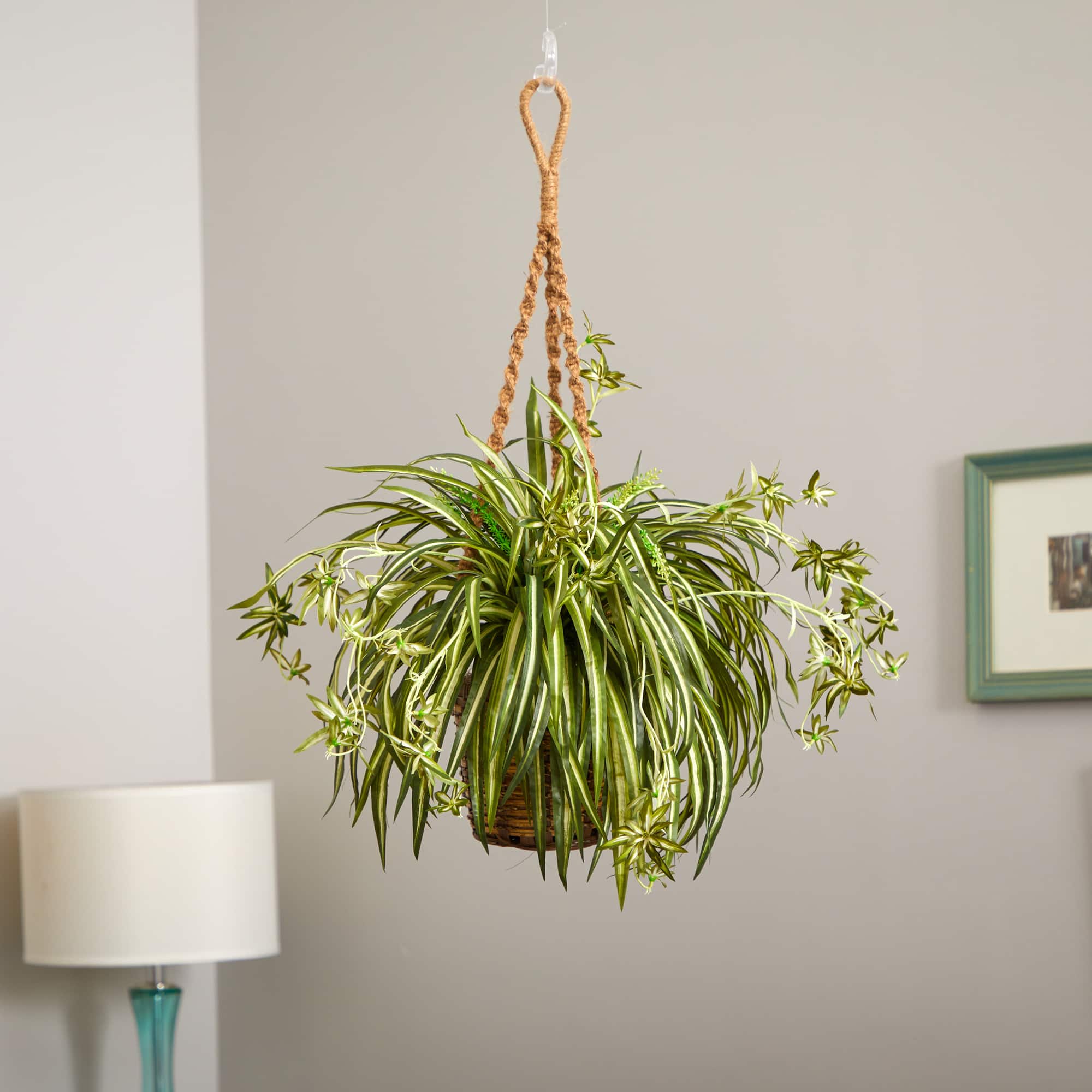 20&#x22; Spider Plant Hanging Basket
