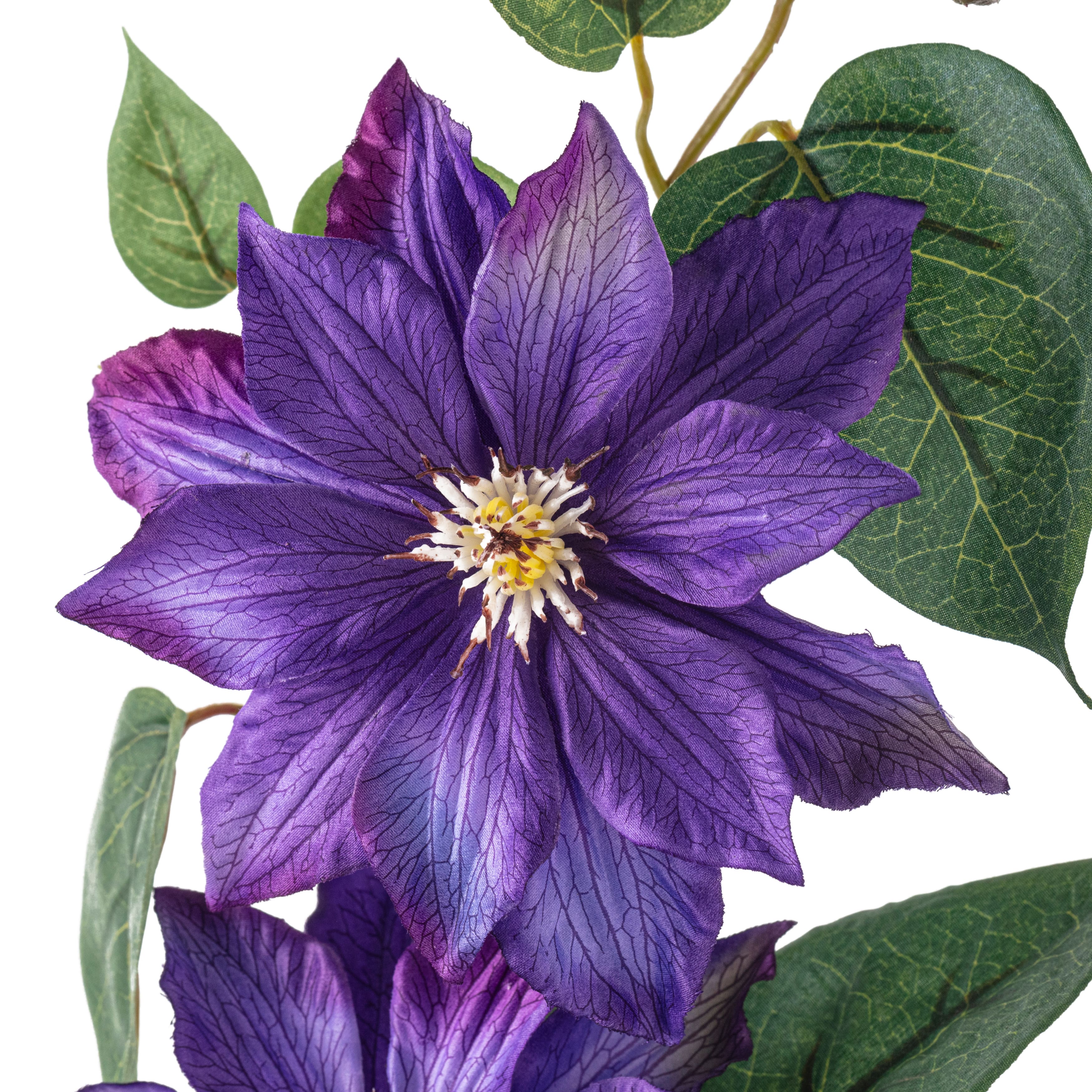 Purple Tropical Clematis Stem by Ashland®