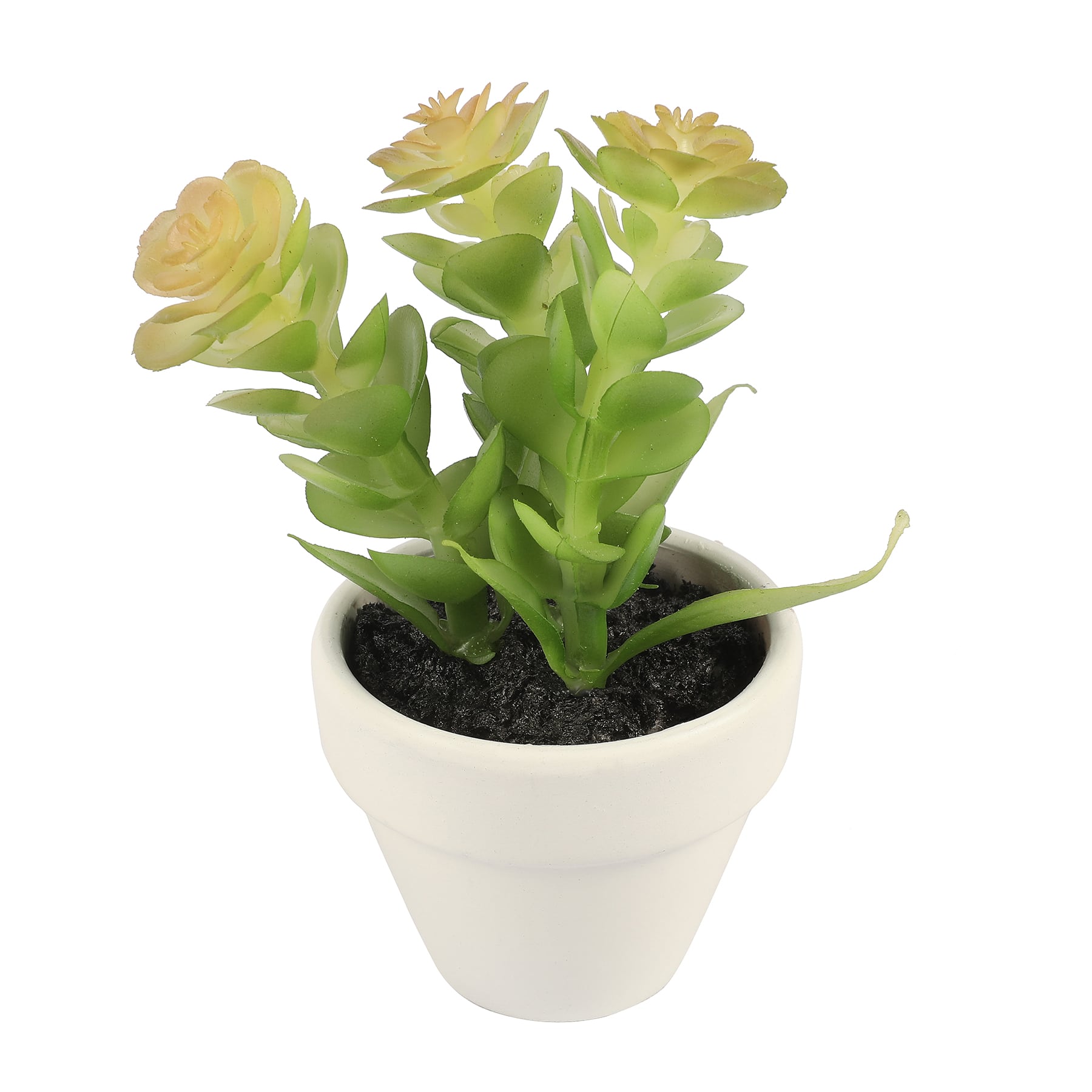 3.5&#x22; Potted Succulent by Ashland&#xAE;