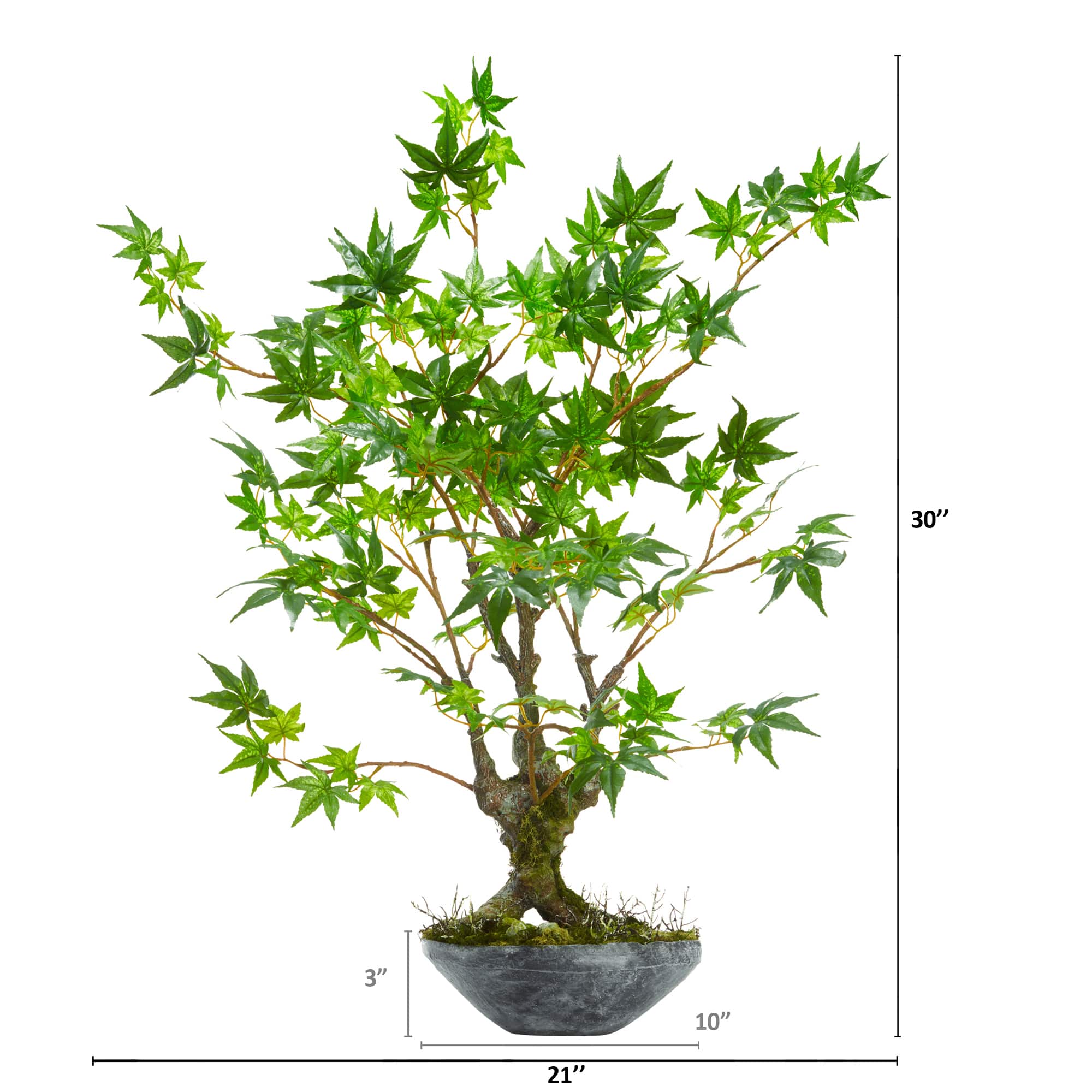 2.5ft. Maple Bonsai Tree in Decorative Bowl Planter