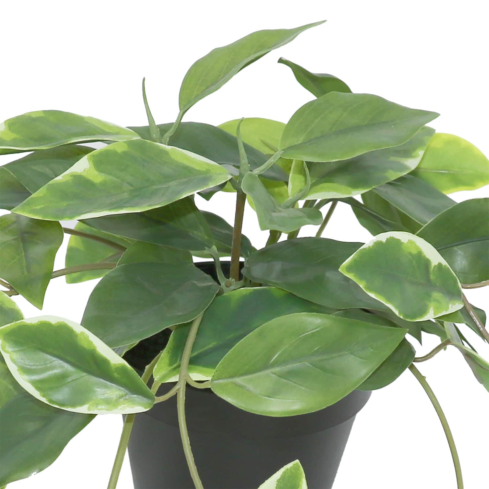20&#x22; Dripping Ficus Plant by Ashland&#xAE;