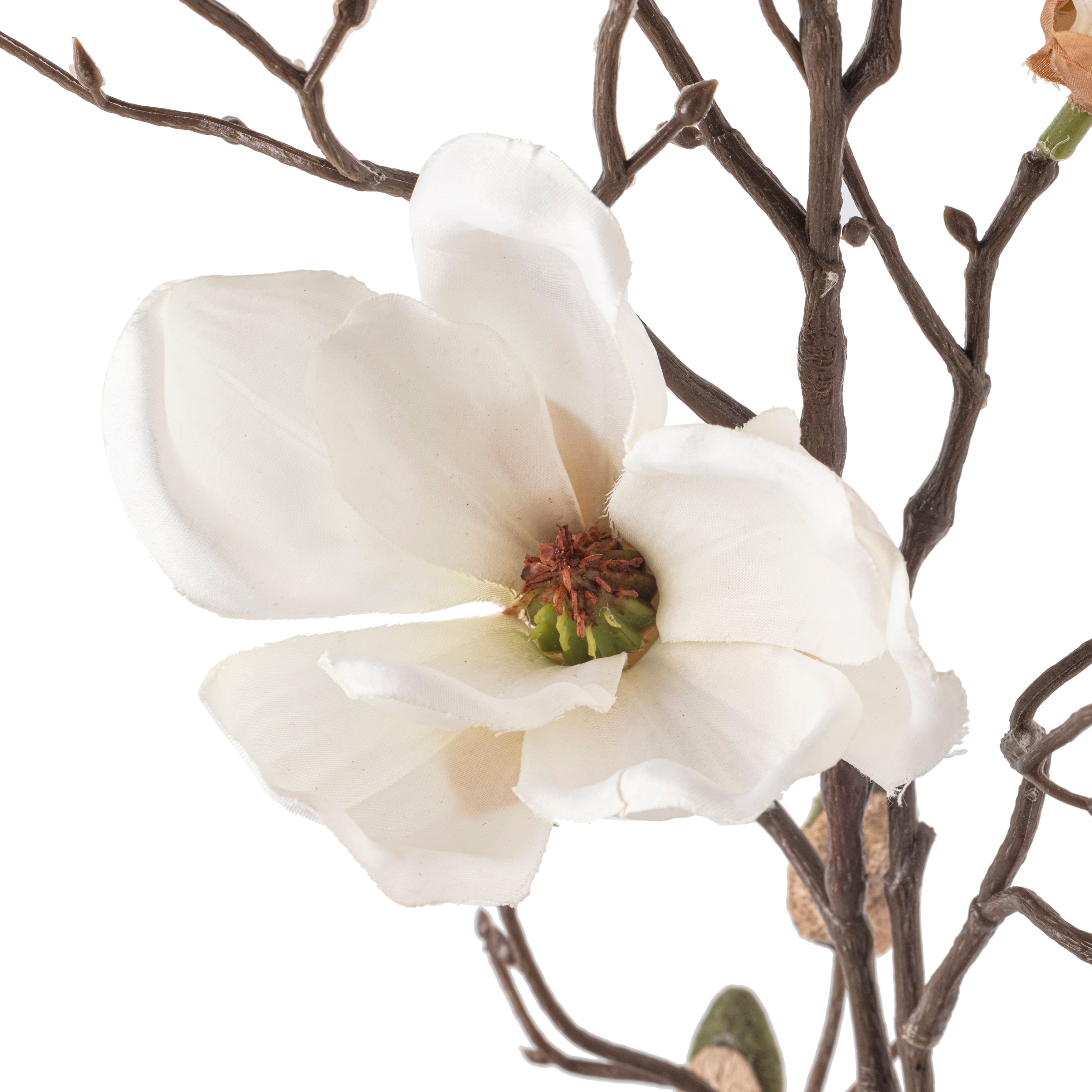 Tige de magnolia blanche sur branche d’Ashland