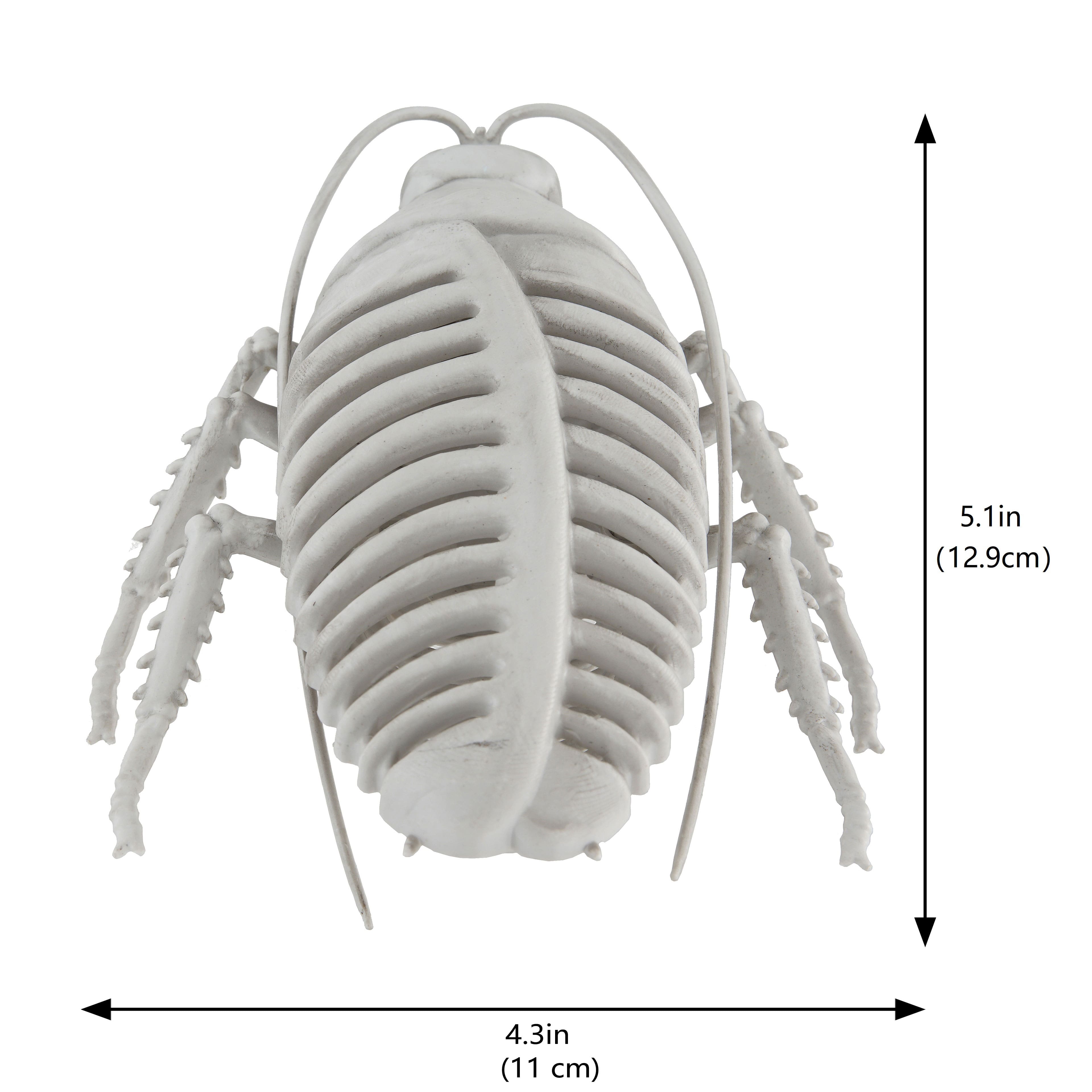 5.75&#x22; Cockroach Skeleton by Ashland&#xAE;