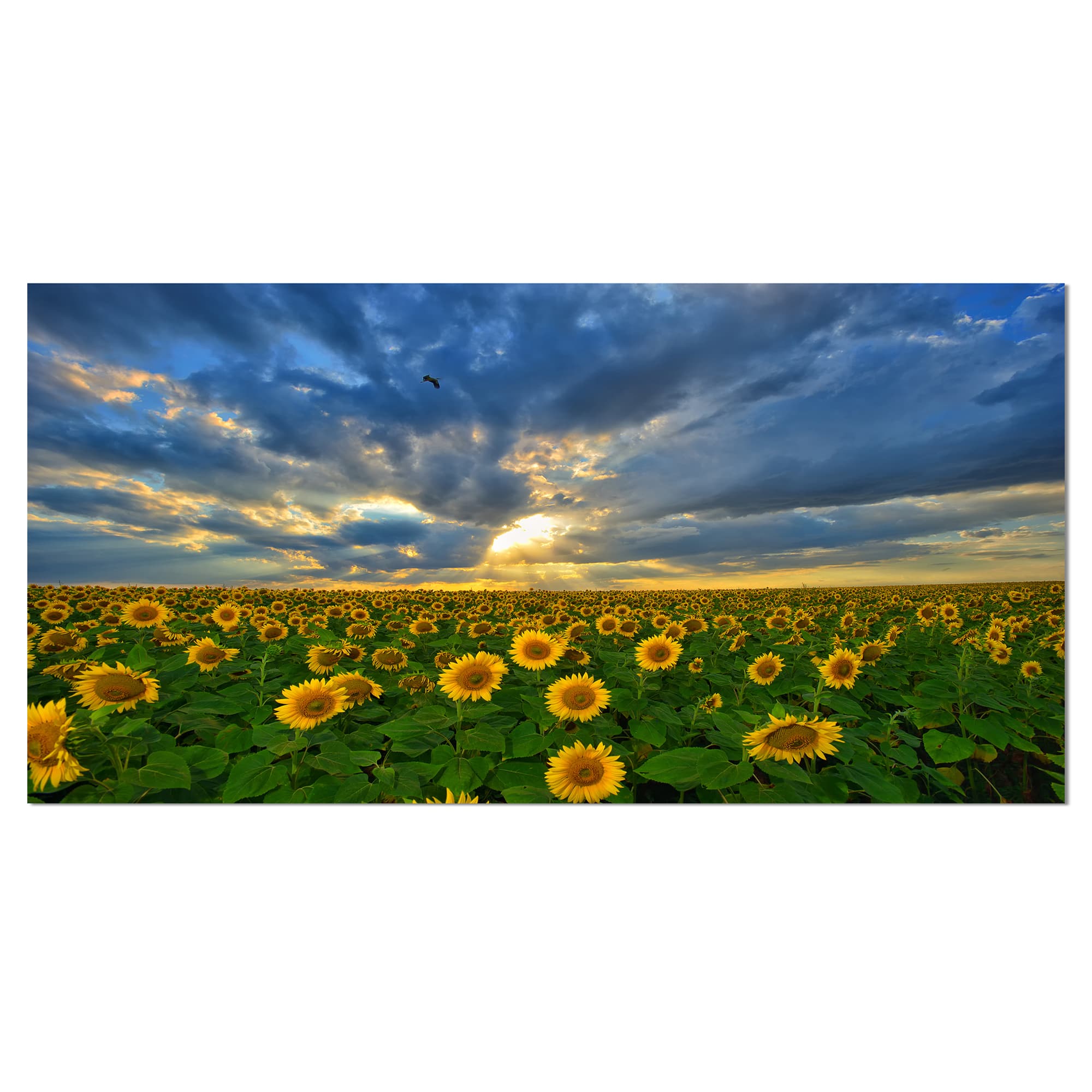 Designart - Beauty Sunset over Sunflowers - Landscape Canvas Art Print