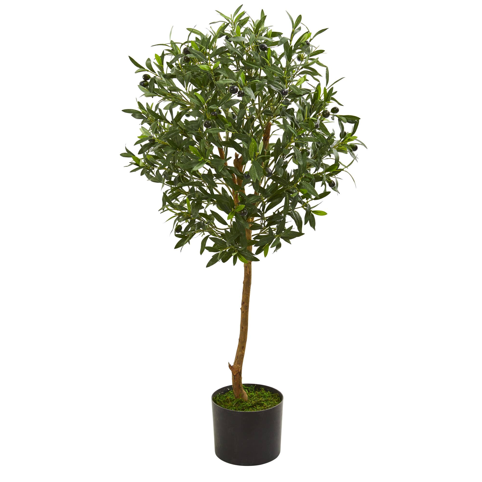 3.5ft. Potted Olive Tree