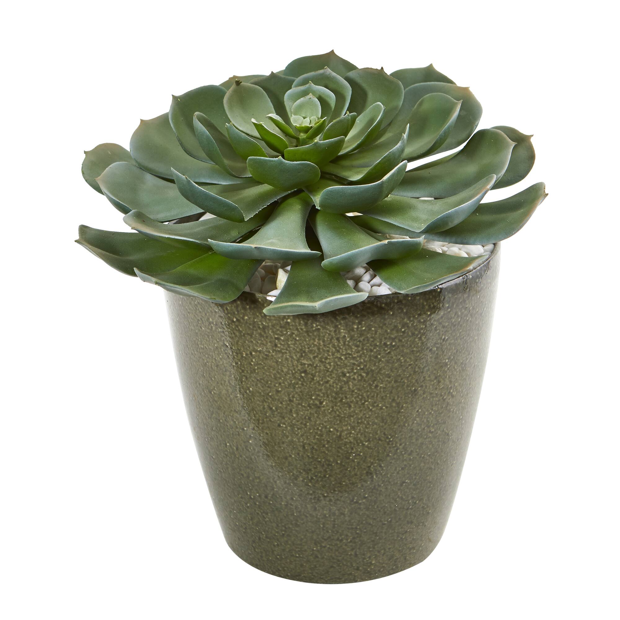 12&#x22; Echeveria Succulent in Planter