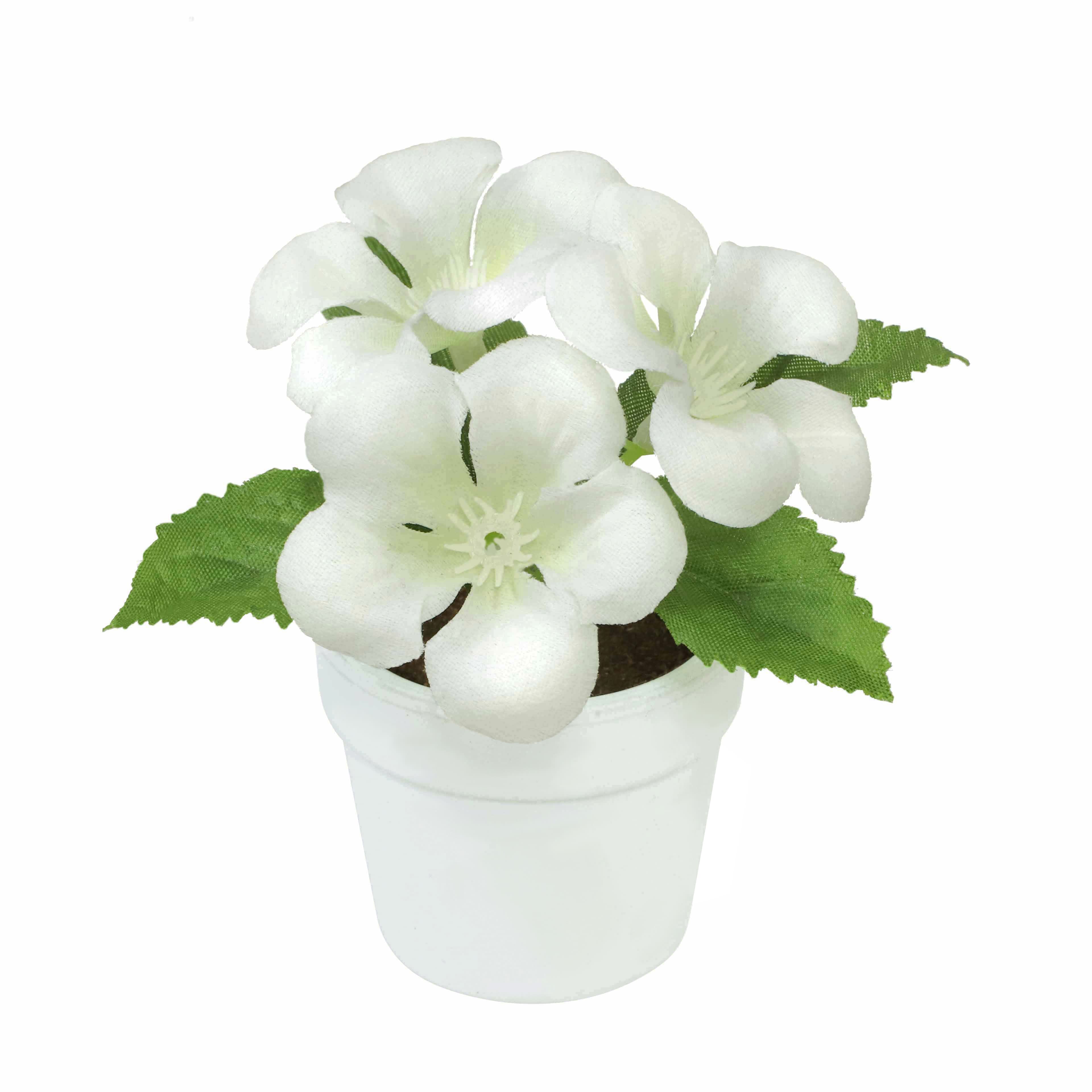 4&#x22; Geranium in White Pot by Ashland&#xAE;