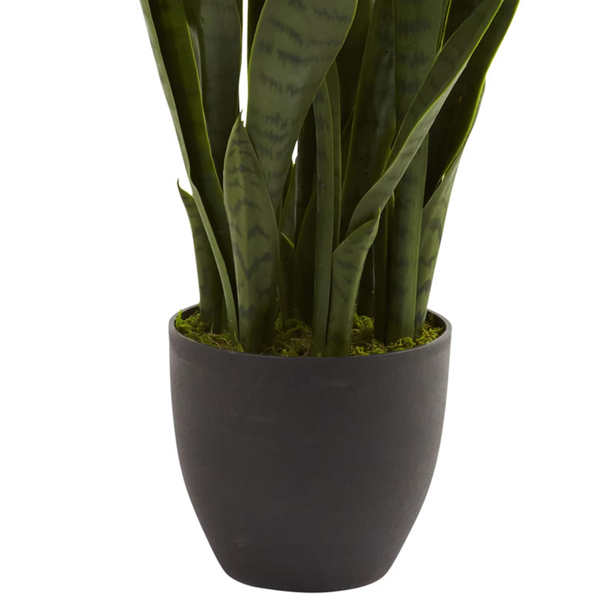 3ft. Snake Plant with Black Planter