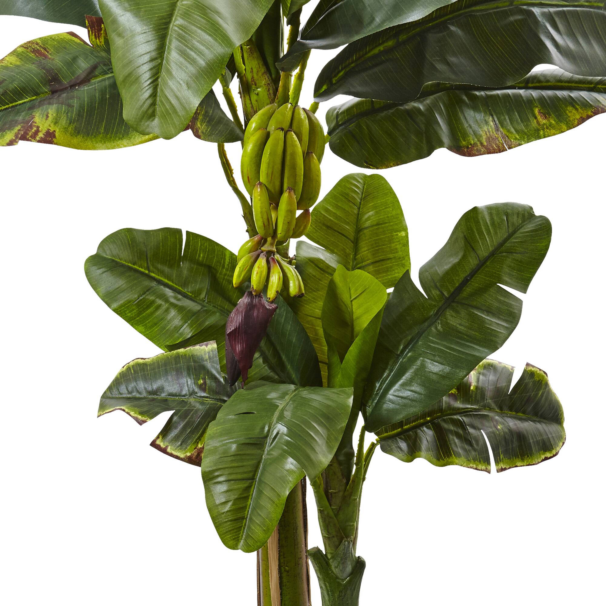 5ft. Double Stalk Banana Tree in White Planter