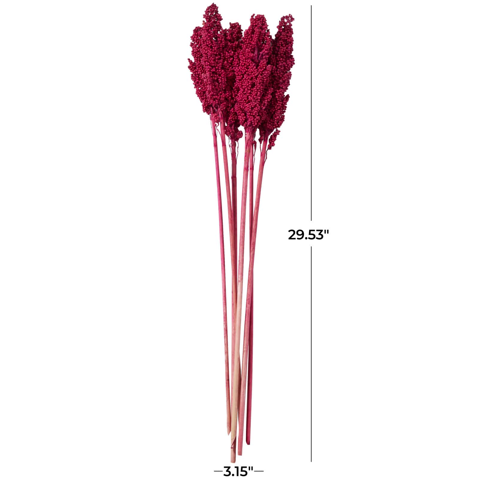 Dried Corn Maize Natural Foliage with Long Stems