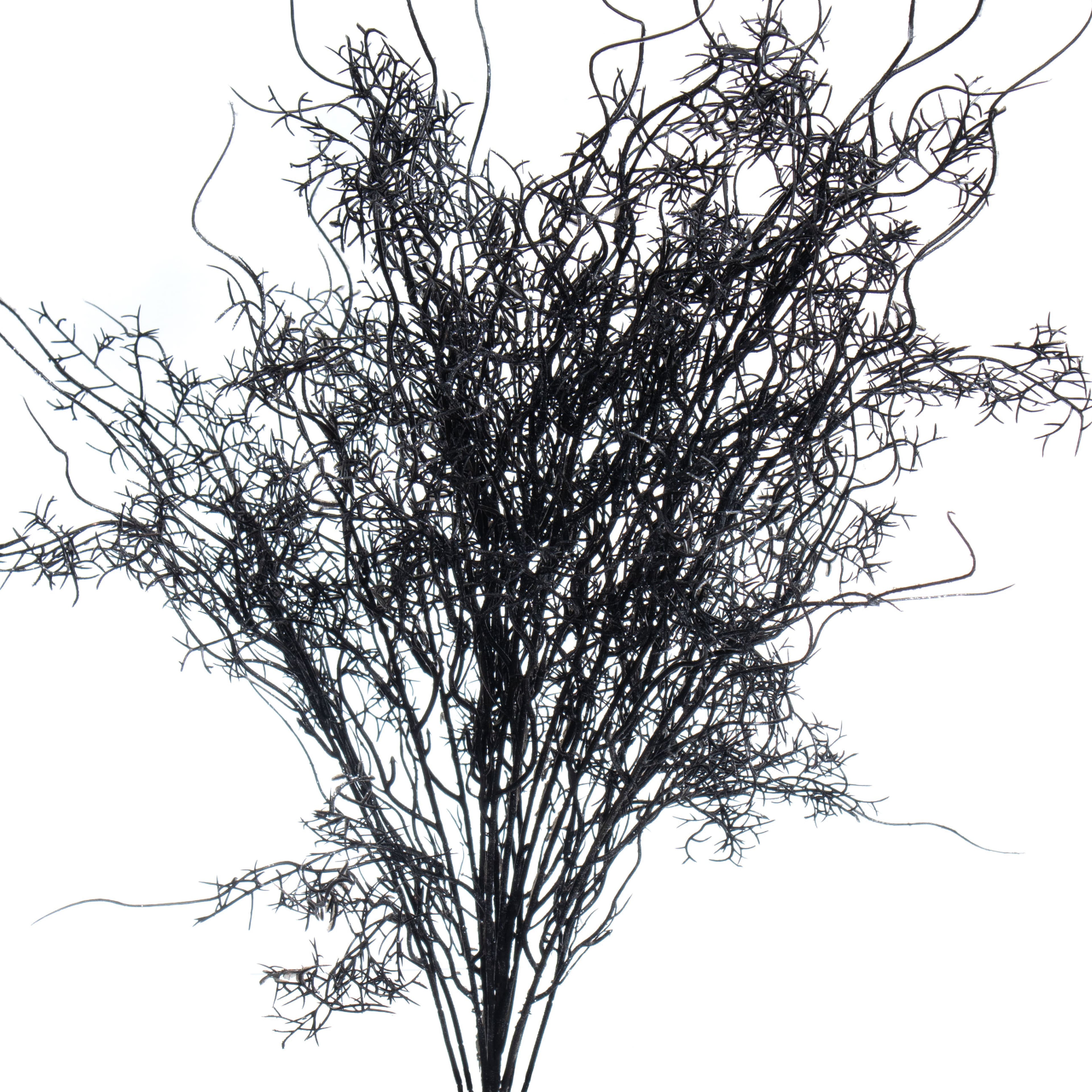 24&#x22; Black Moss Bush by Ashland&#xAE;
