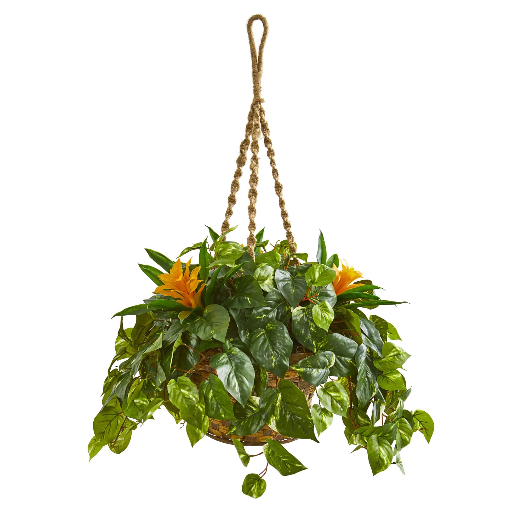 2.5ft. Bromeliad & Pothos in Hanging Basket