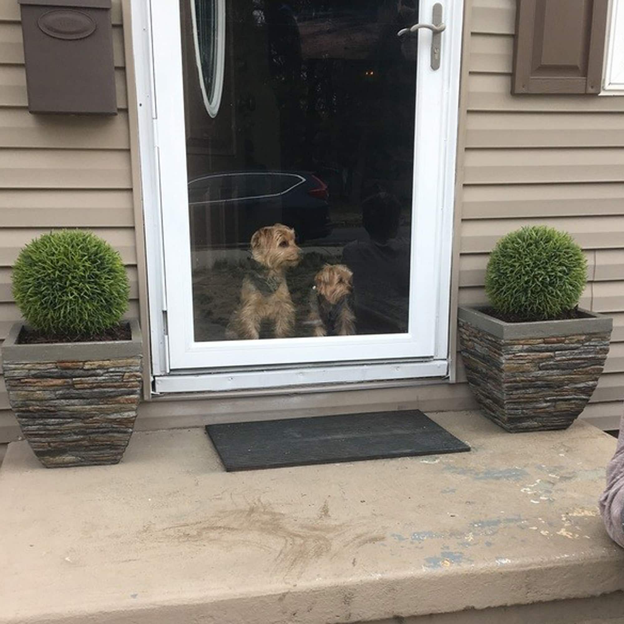 18" Potted Two-Tone Artificial Pine Ball Topiary