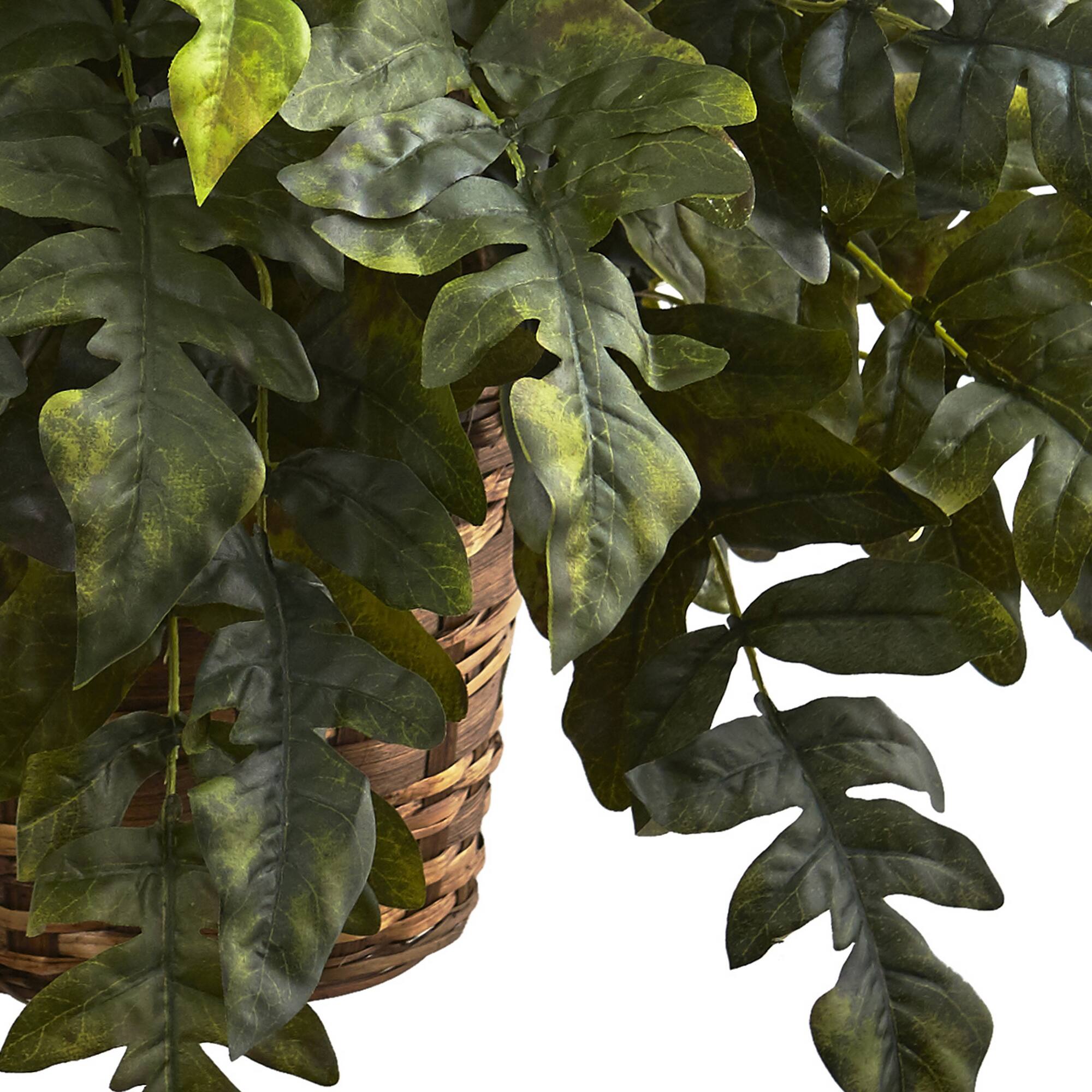 2ft. Holly Fern Hanging Basket