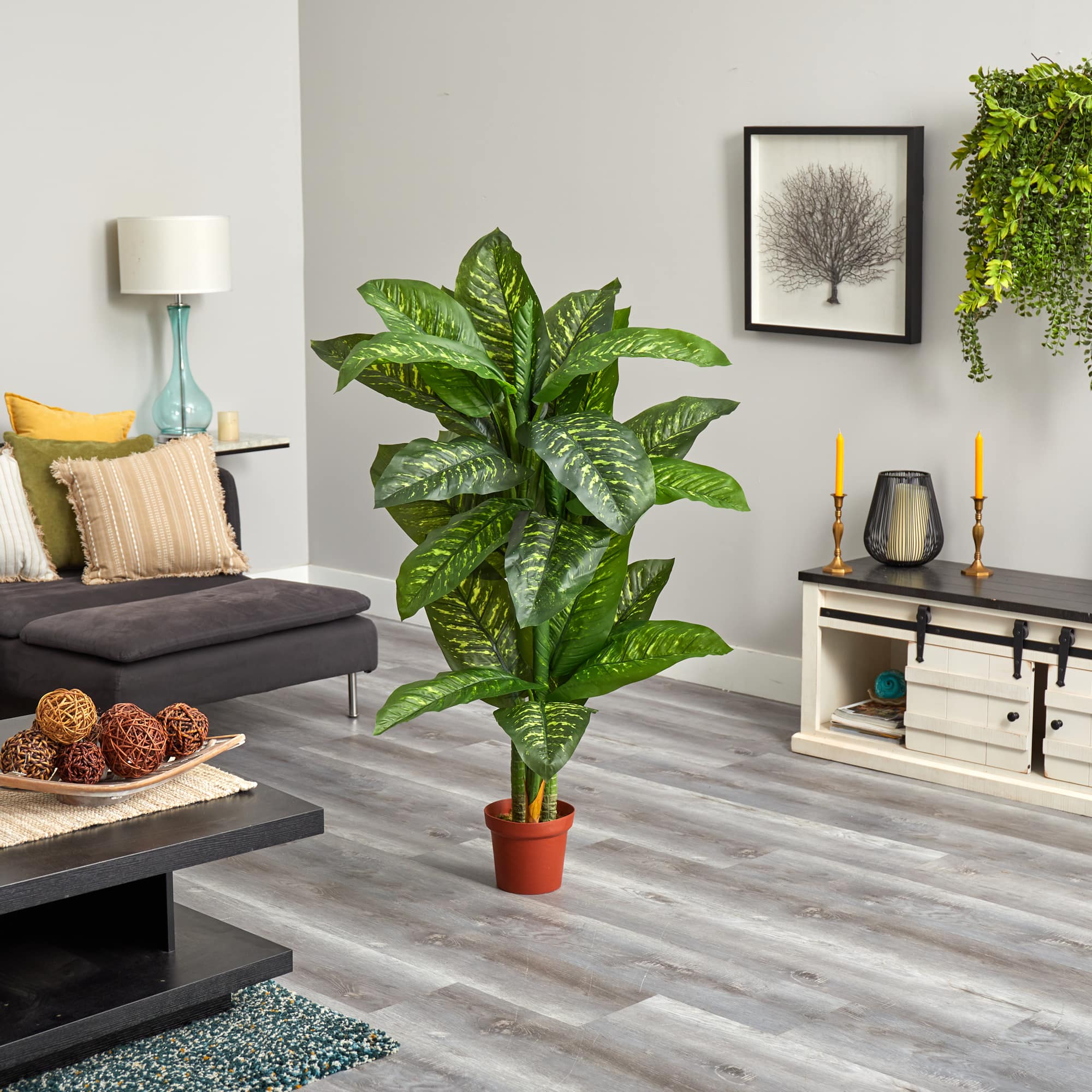 5ft. Potted Dumb Cane Plant