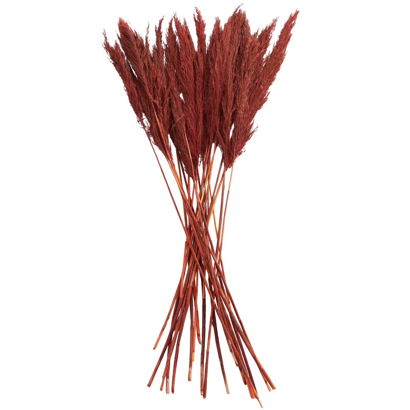 Dried Plant Bamboo Natural Foliage with Long Stems
