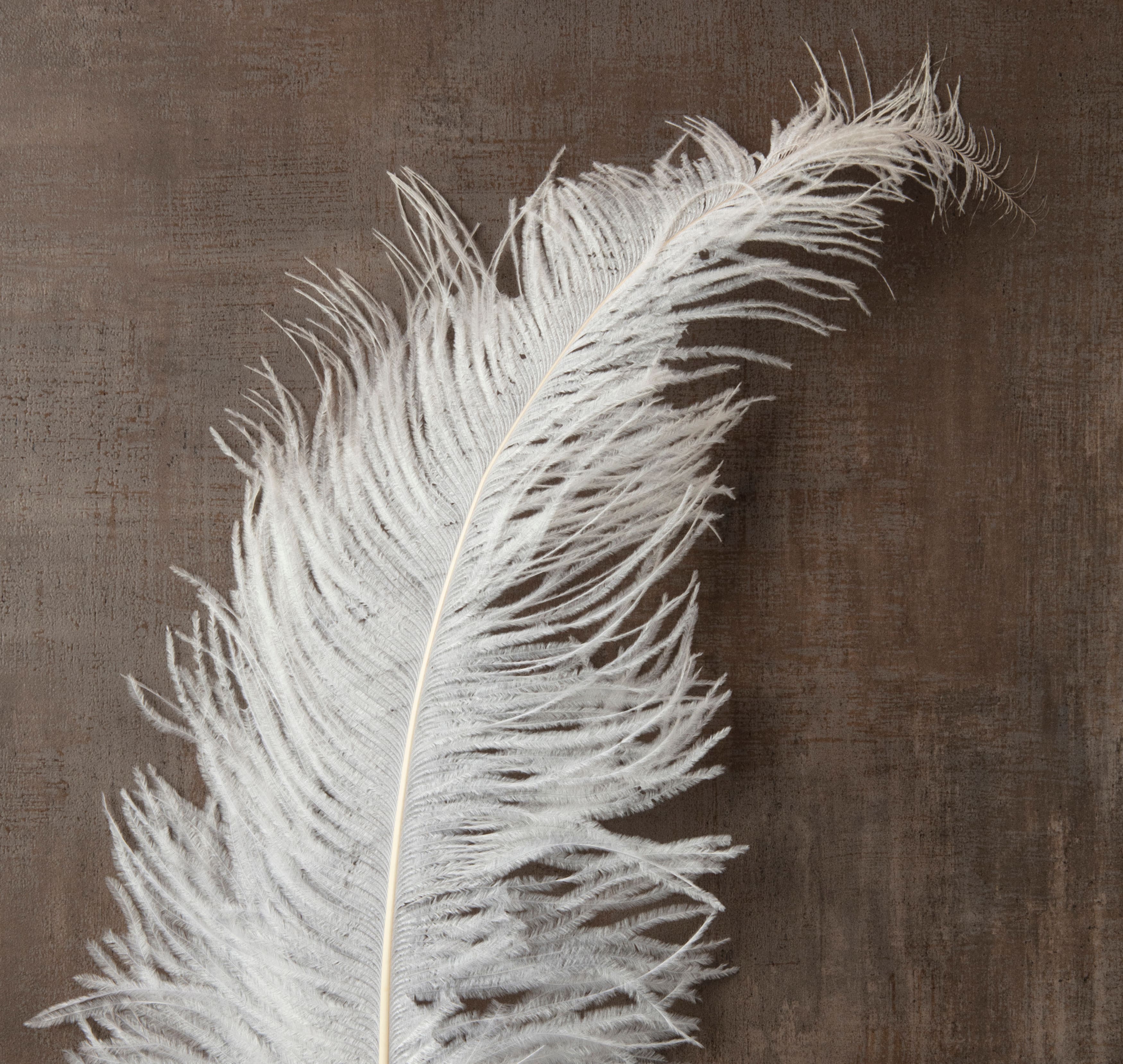 Ashland&#xAE; Feather, Ostrich, Ivory
