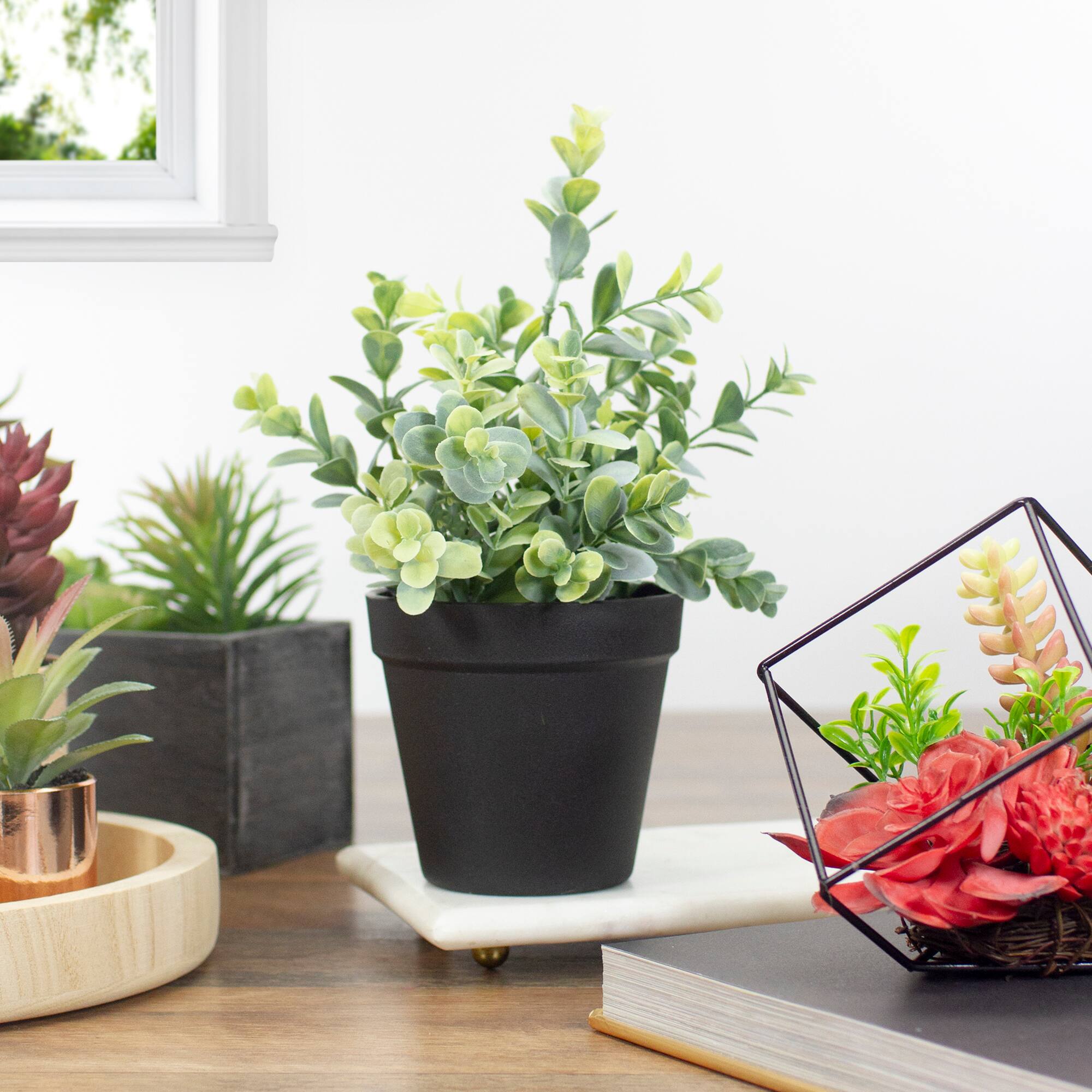 10" Green Chinaberry Plant in Black Pot