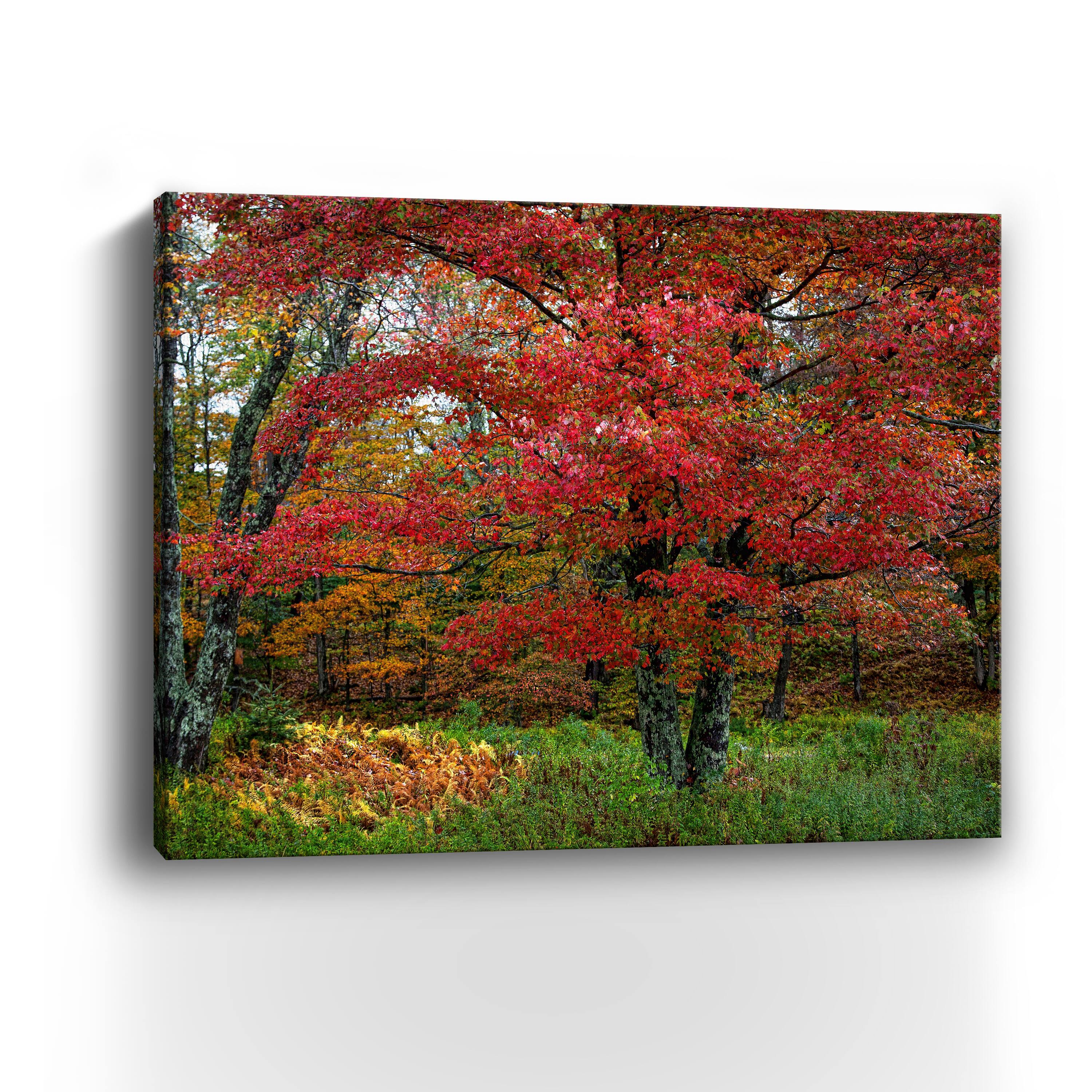 Lumaprints Catskill Maple Canvas Wall Art