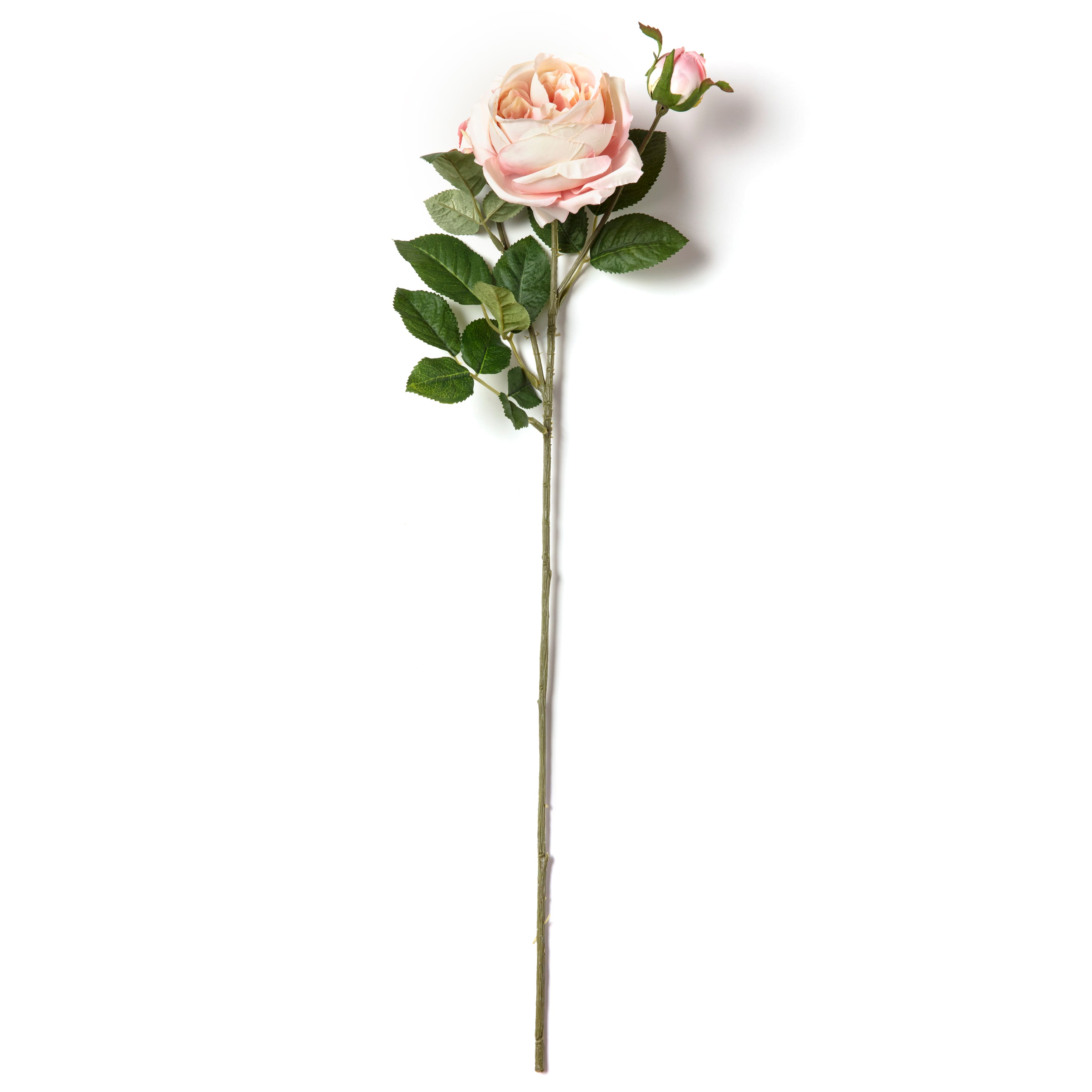 12 Pack: Light Pink English Rose Stem by Ashland®