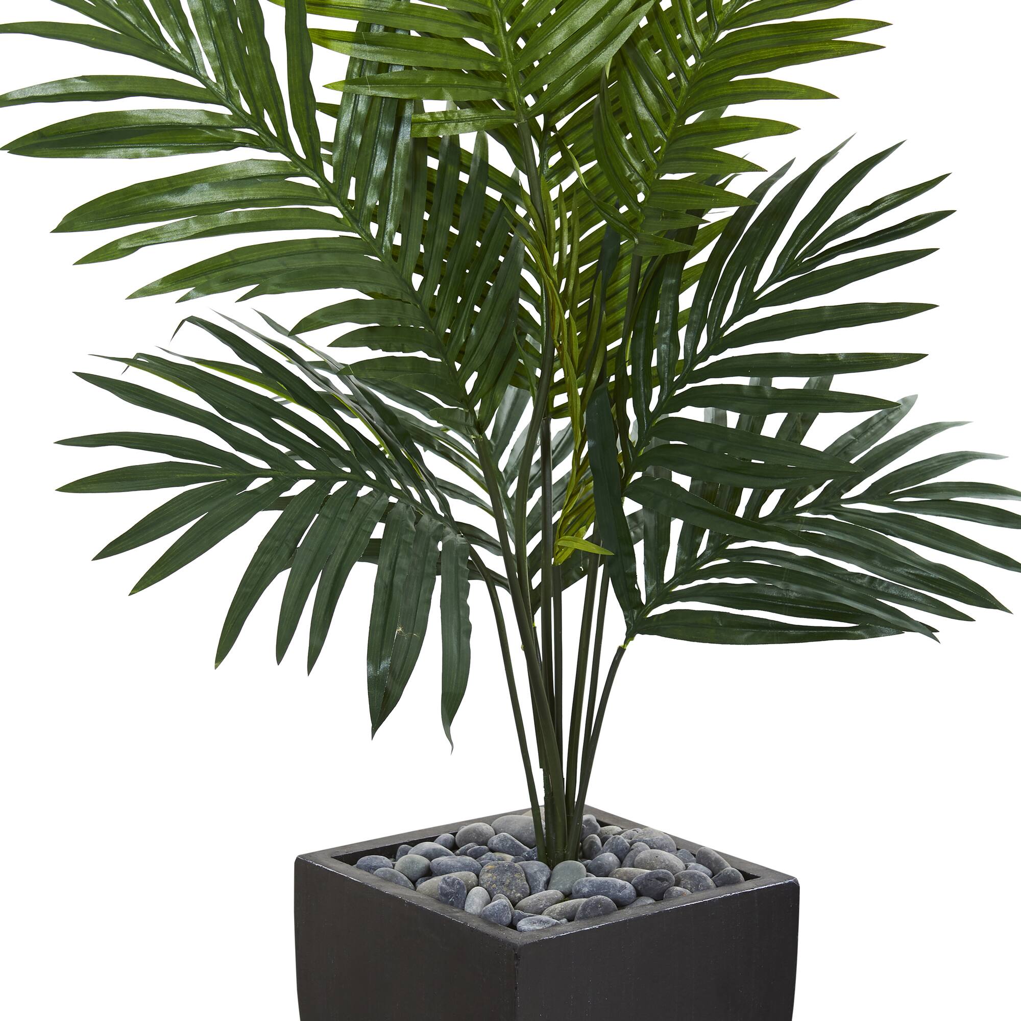 4.5ft. Kentia Palm Tree in Black Planter