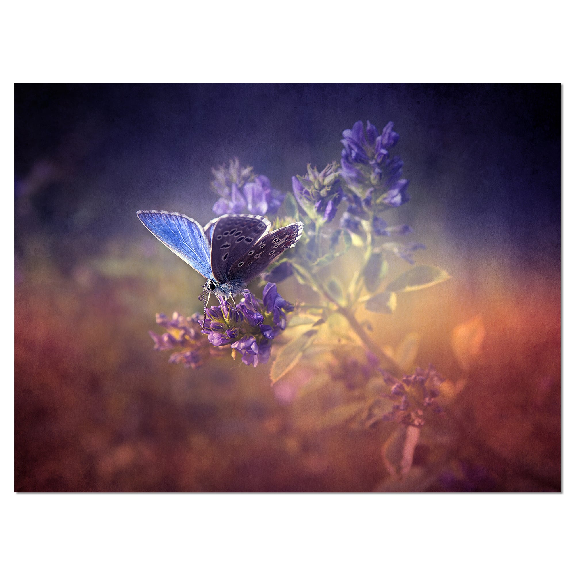 Designart - Vintage Butterfly - Floral Art Canvas Print
