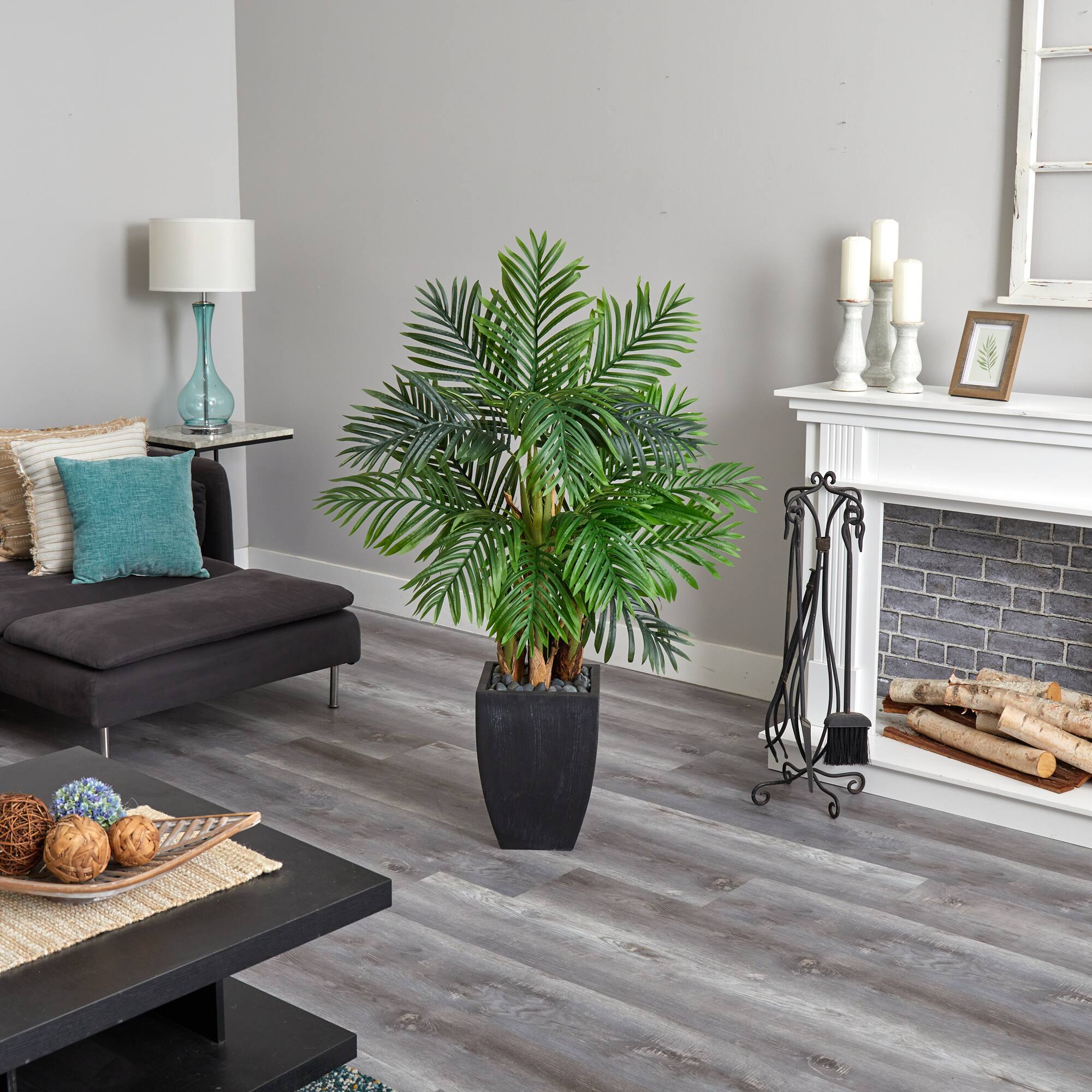 5ft. Kentia Palm Tree in Black Planter