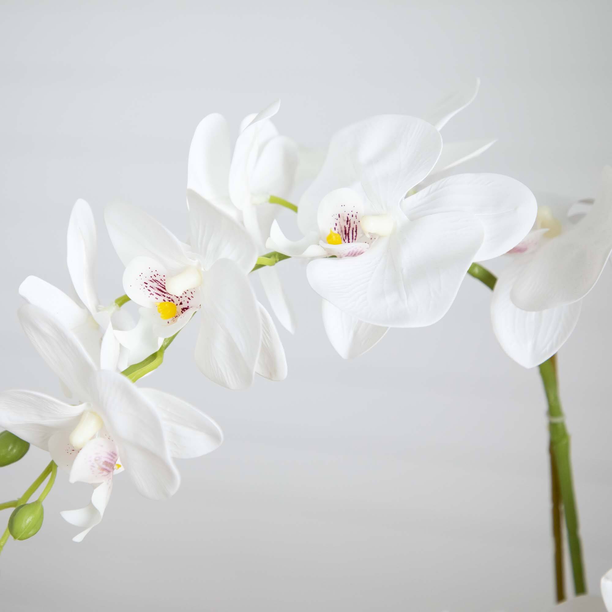 2ft. Orchid Arrangement in Decorative Ceramic Vase